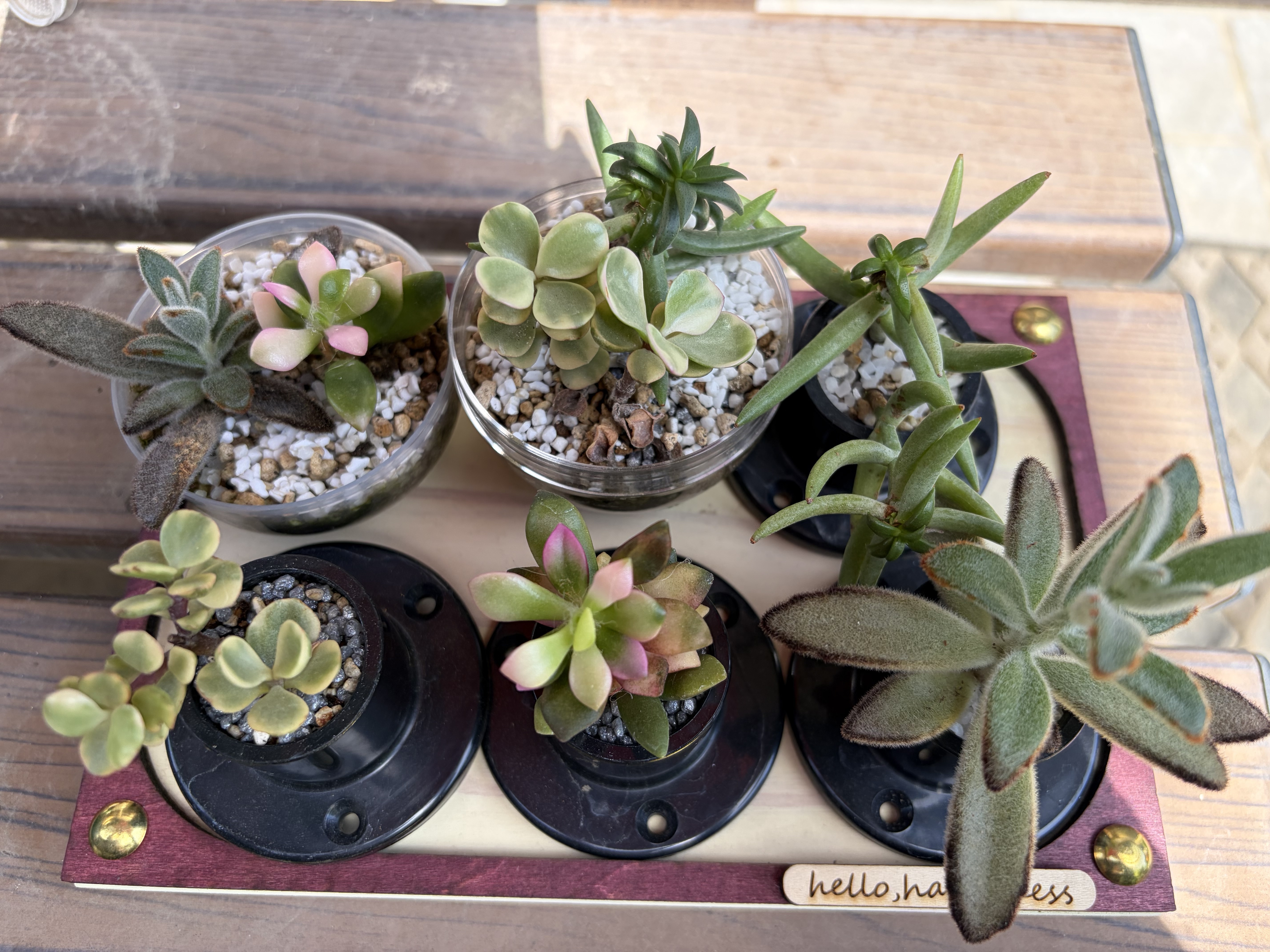 寄せ植え | CAINZ DIY Square