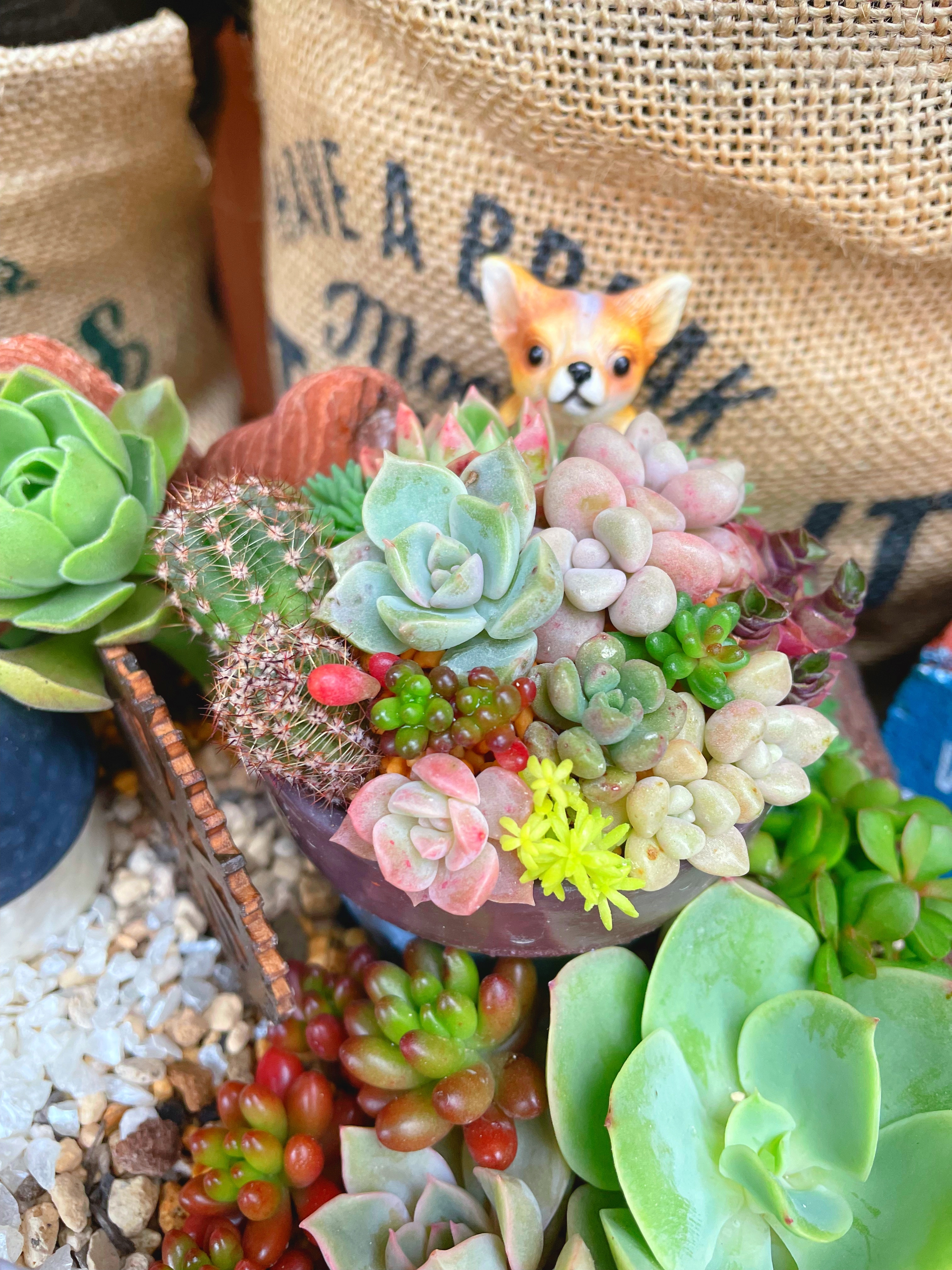木箱の多肉の箱庭が完成しました❤️ | CAINZ DIY Square