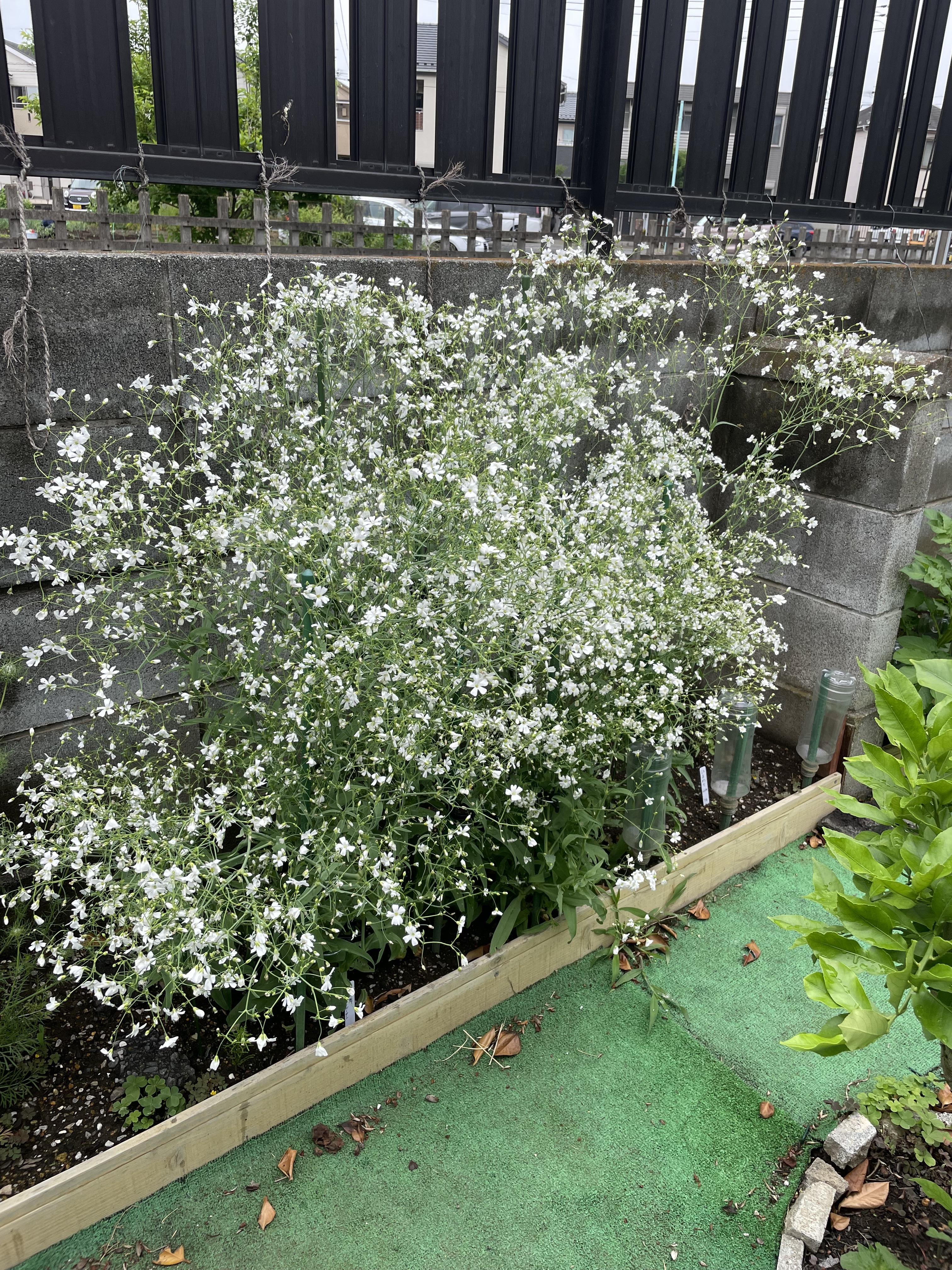 かすみ草コベントガーデンの壁 | CAINZ DIY Square