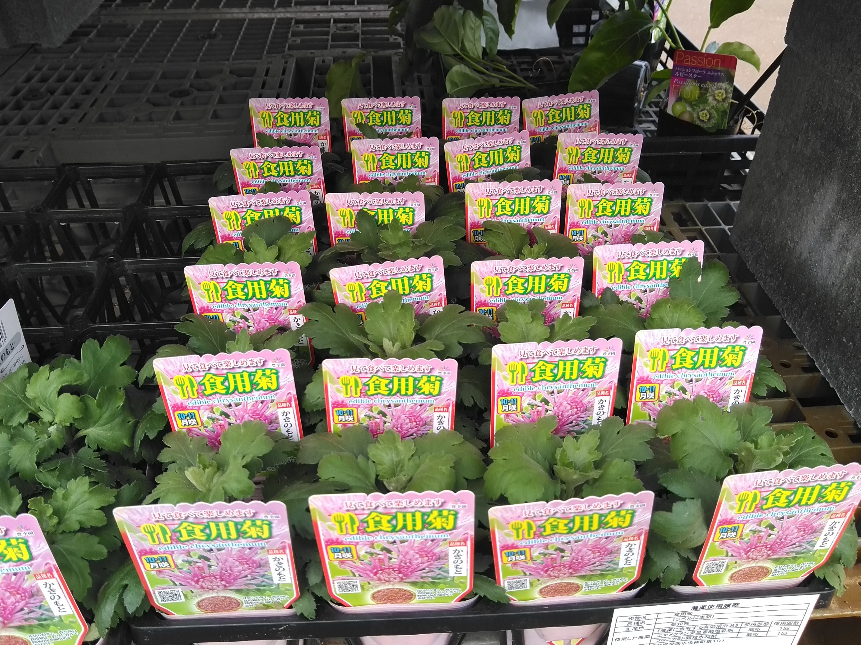 野菜苗各種 | TORQUE STYLE