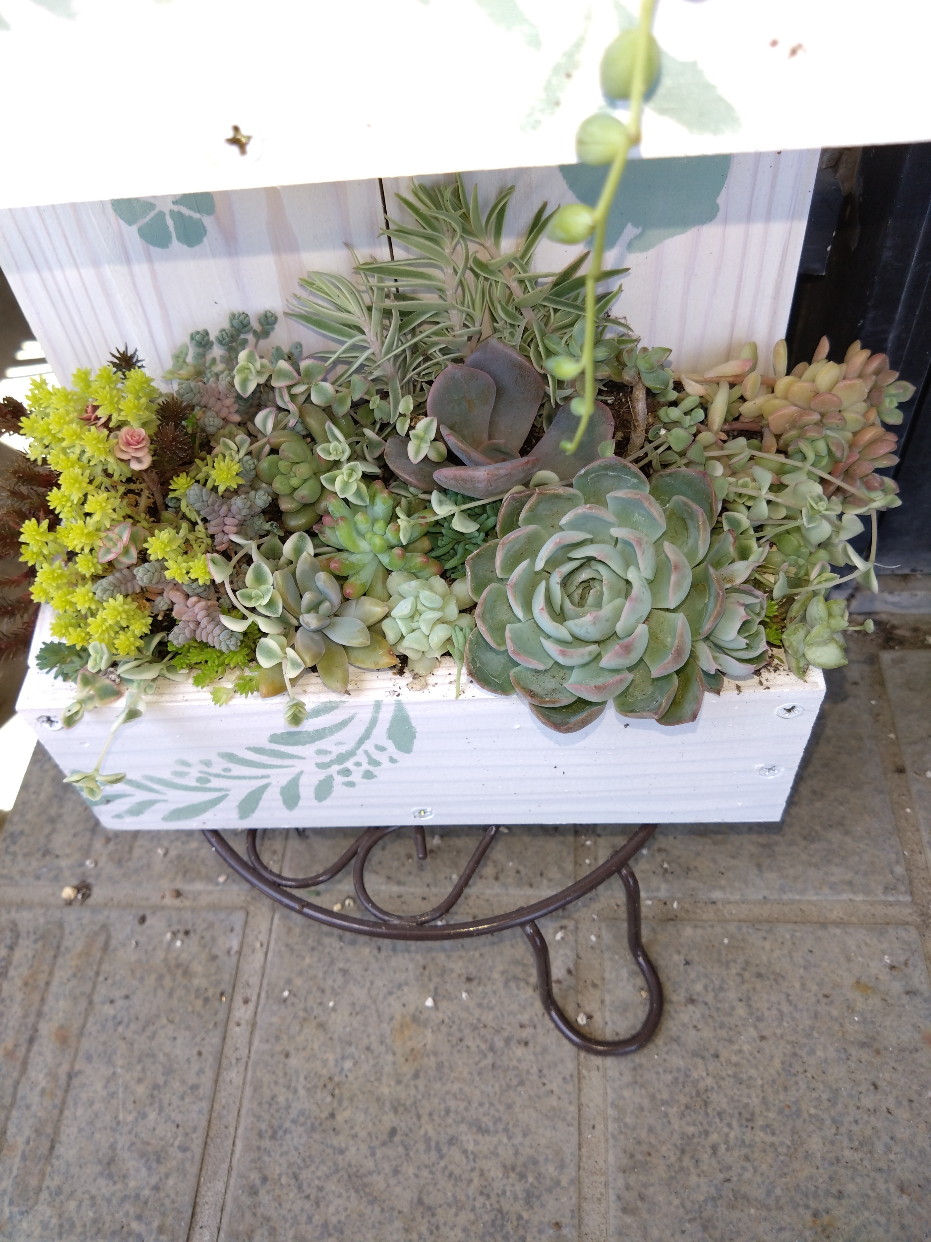 寄せ植え | CAINZ DIY Square
