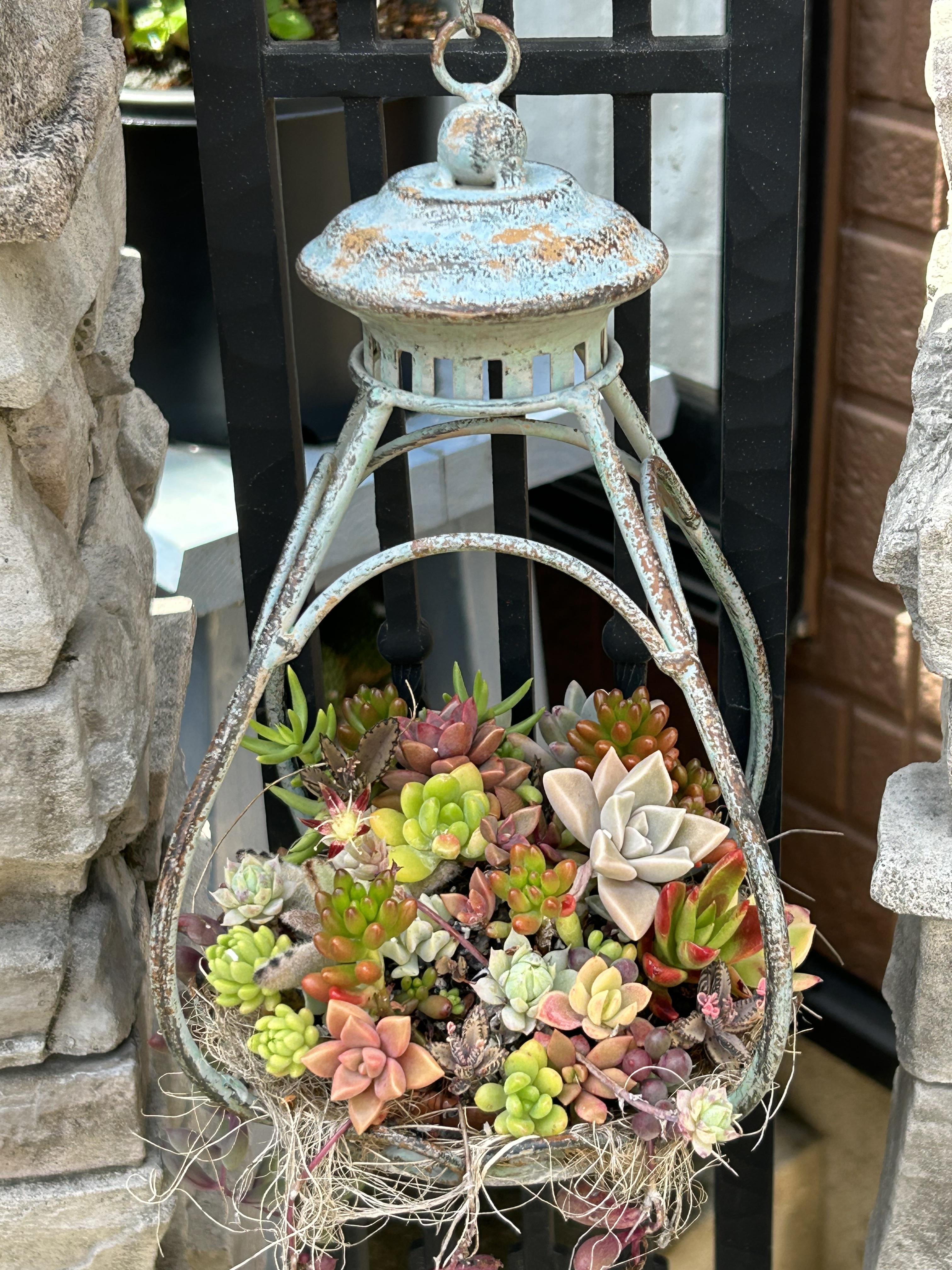 多肉の花 | CAINZ DIY Square