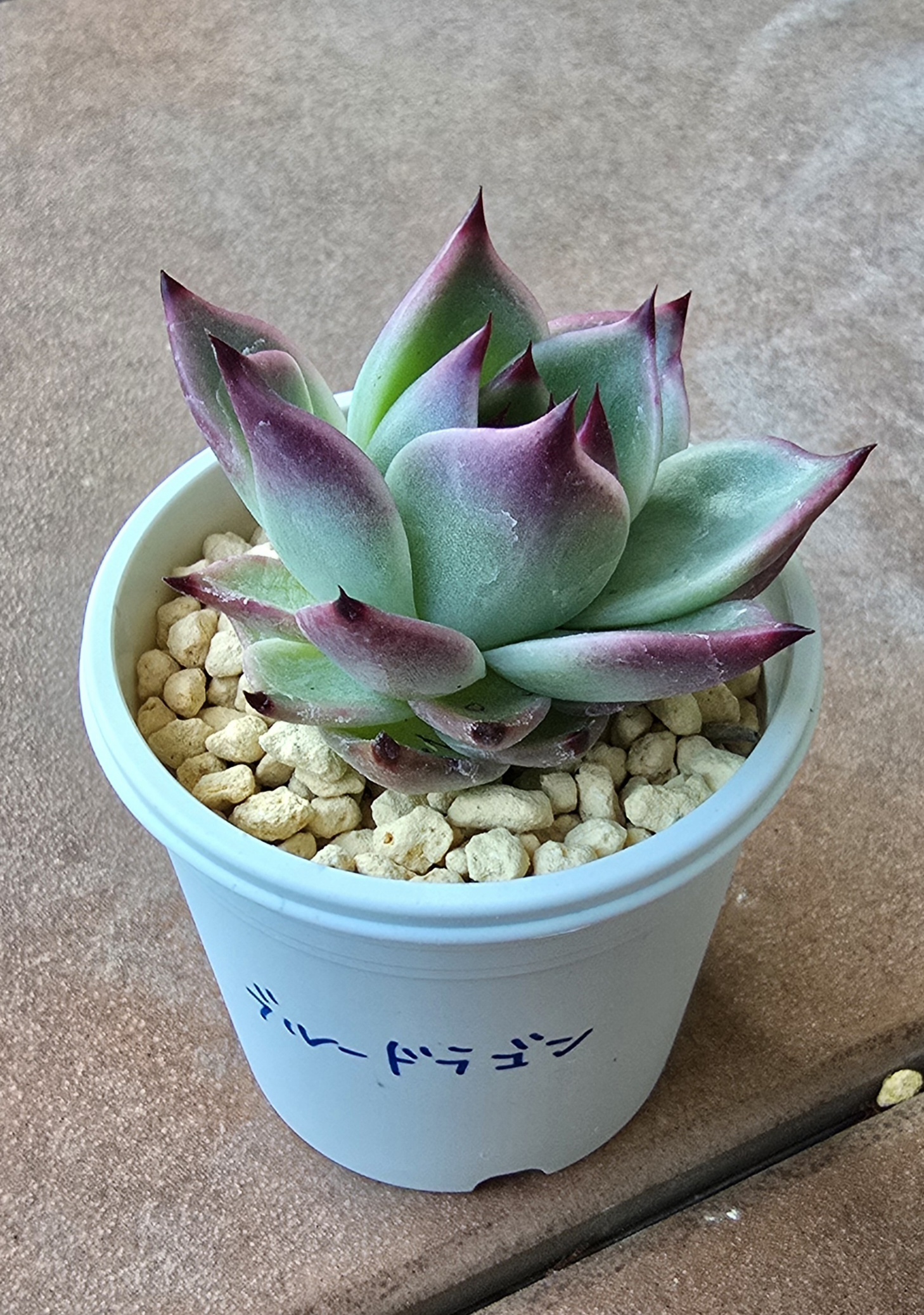 ベランダガーデニング(多肉植物_ブルードラゴ | CAINZ DIY Square
