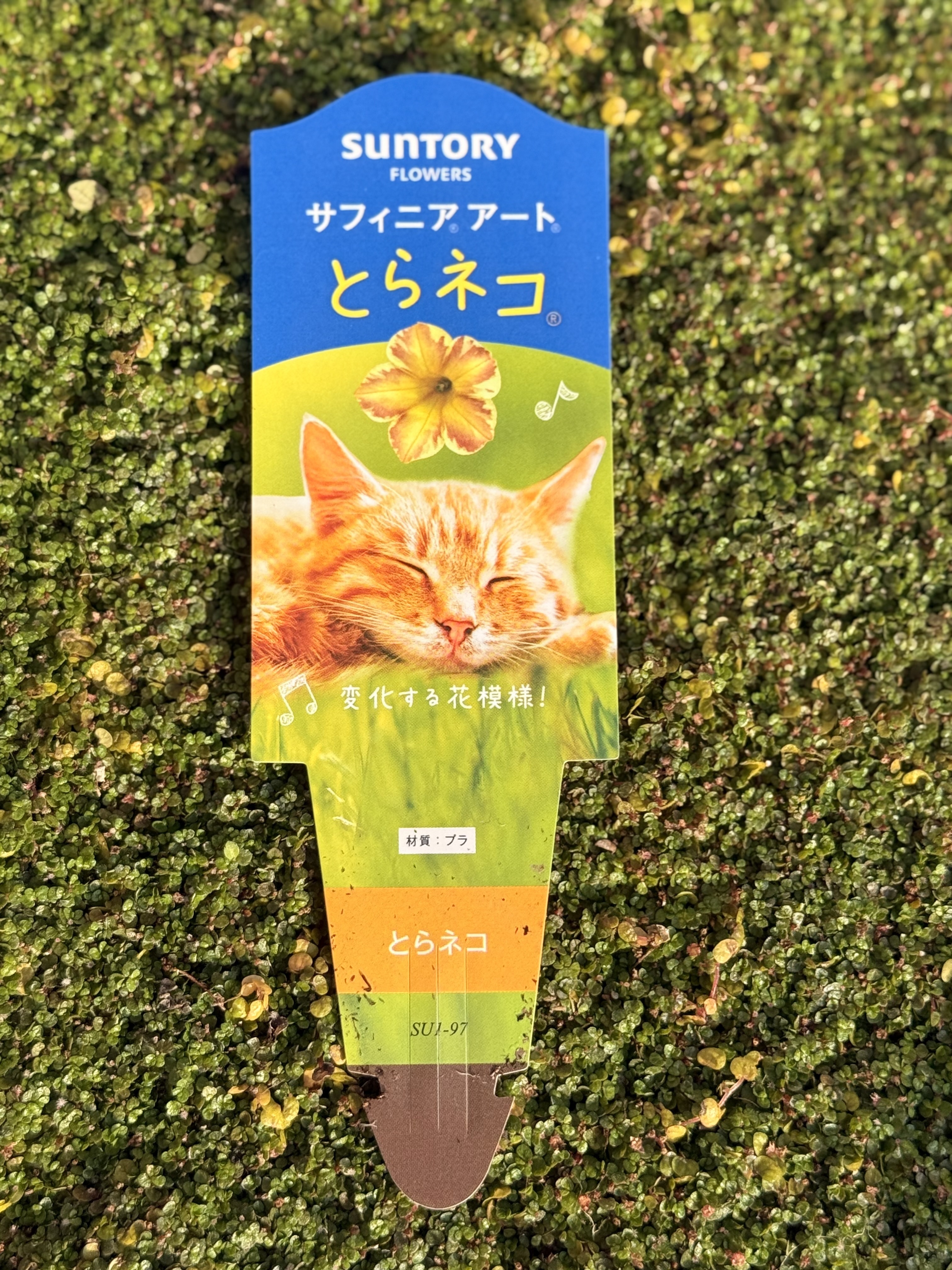 とらネコの寄せ植え | SUNSUNガーデン