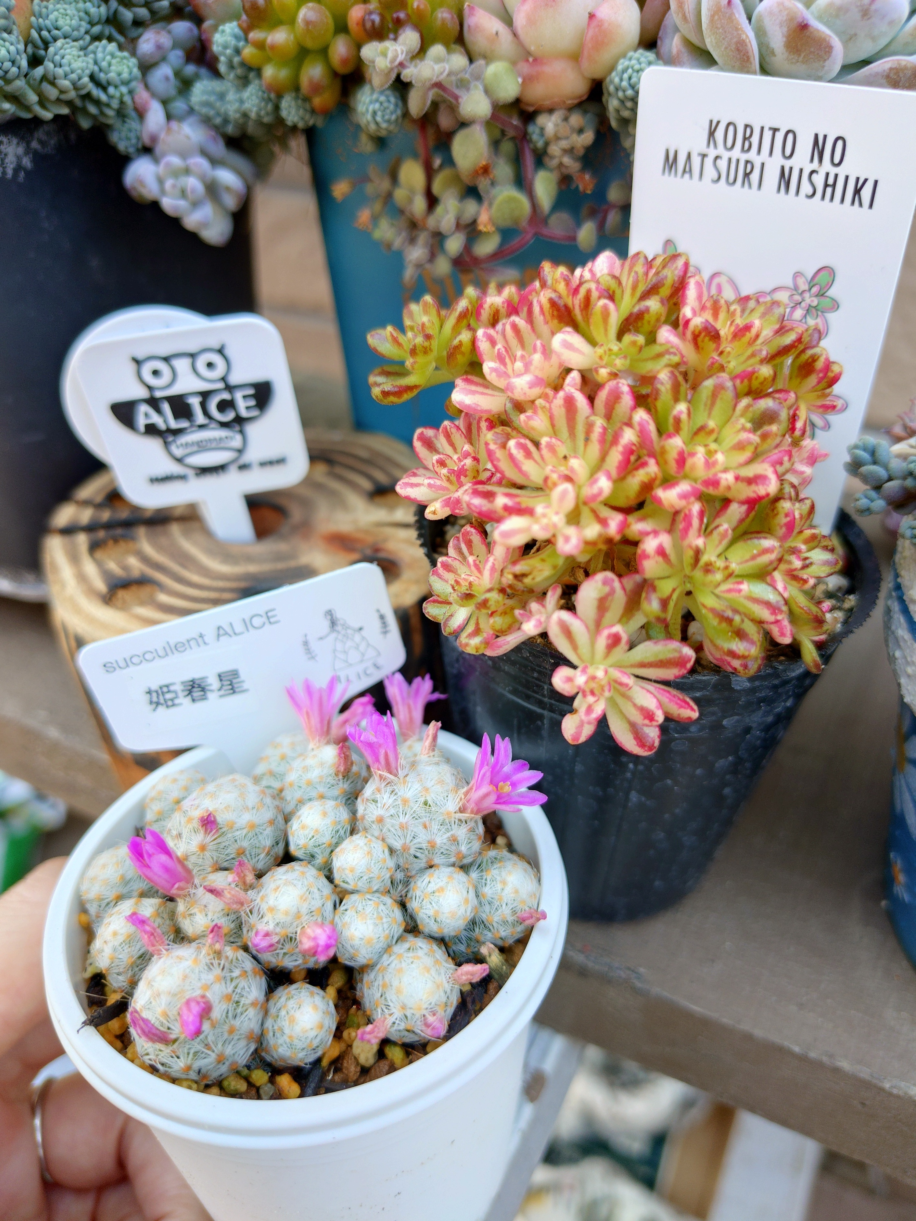 アエオニウムの寄植えWS💕 | CAINZ DIY Square