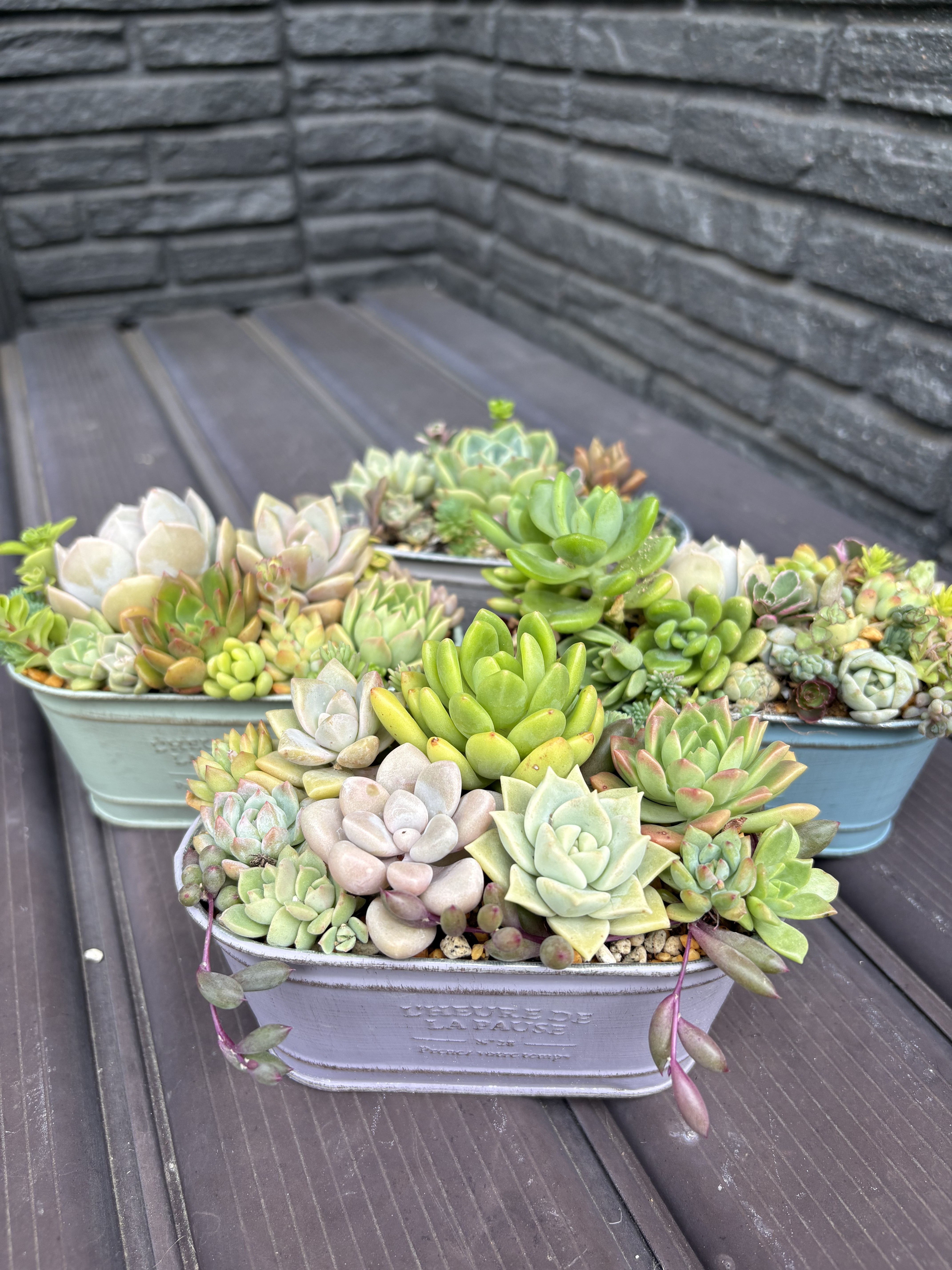 多肉植物の寄せ植え🪴 | CAINZ DIY Square