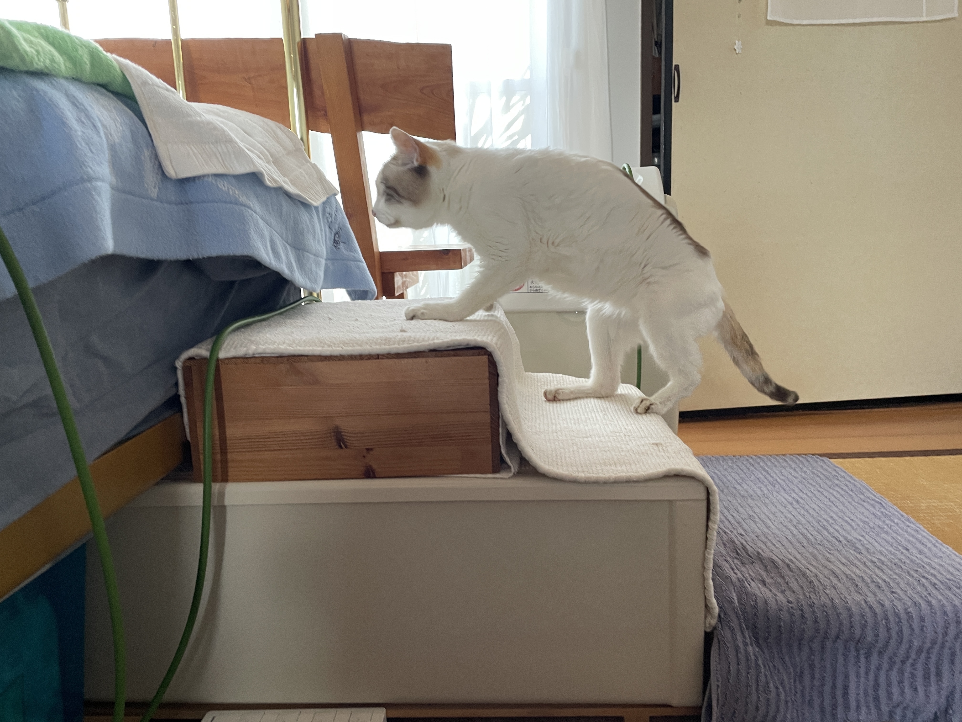 DIYネコ脚(4本)①下地用 ♪🐈脚の不自由なうちの子に手作りステップ🐈♪ | CAINZ DIY Square