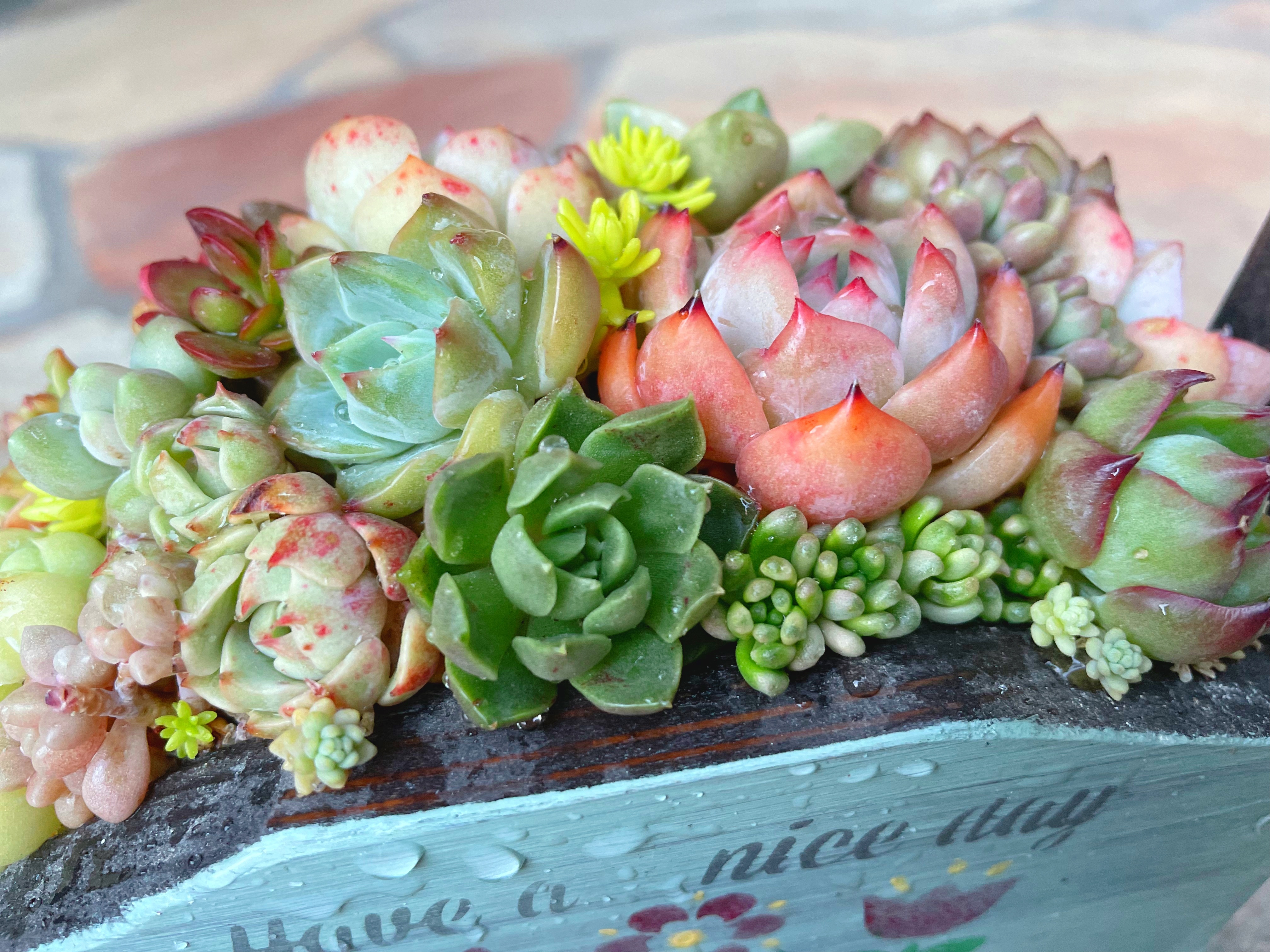 ポップなステップカート プランター フラワー 多肉 寄せ植え　ガーデニング フラワーカート型多肉プランター寄せ直し🎶 | CAINZ DIY Square