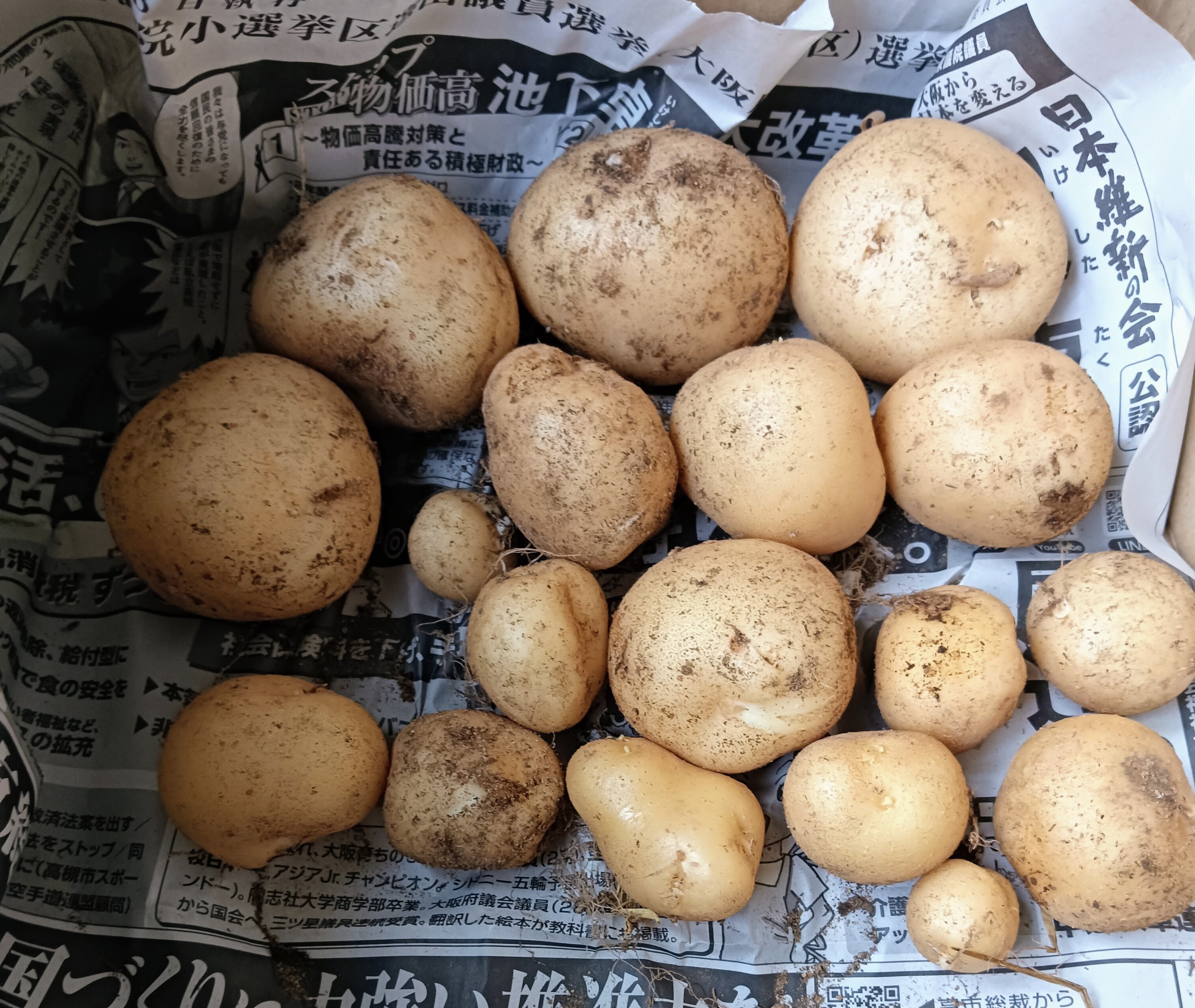 じゃが芋🥔、掘り上げました。 | CAINZ DIY Square
