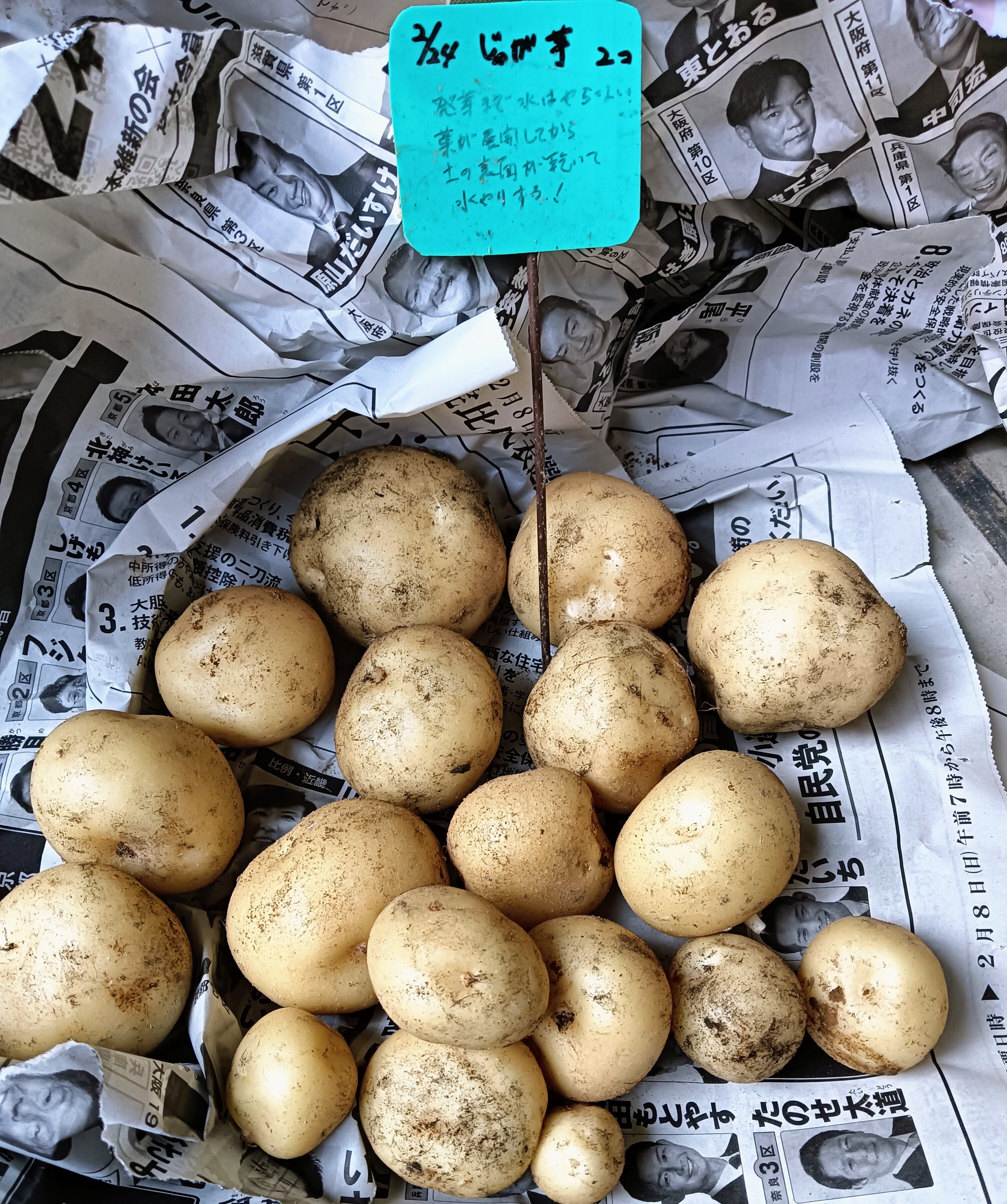 じゃが芋🥔、掘り上げました。 | CAINZ DIY Square