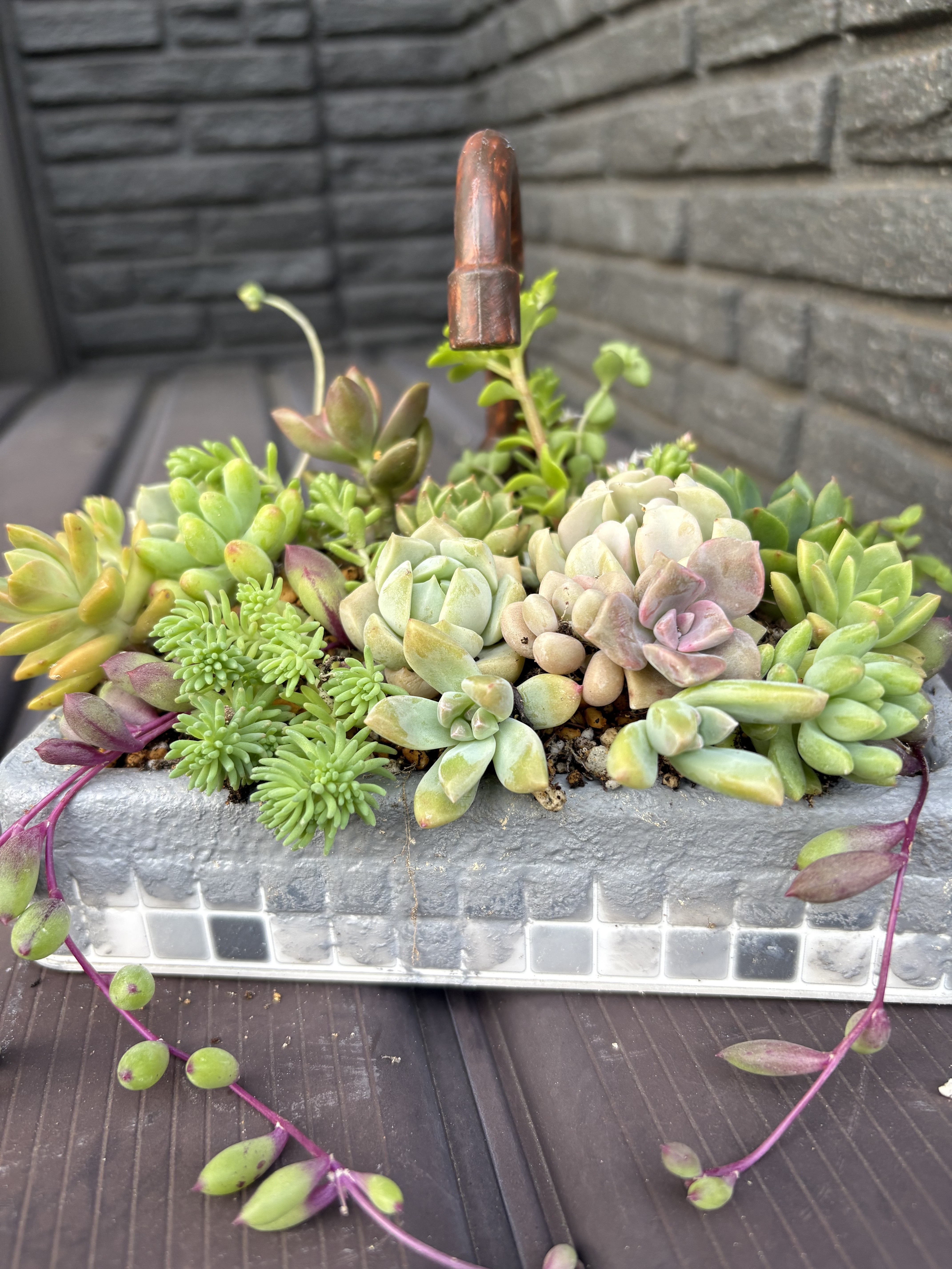 多肉植物の寄せ植え🪴 | CAINZ DIY Square