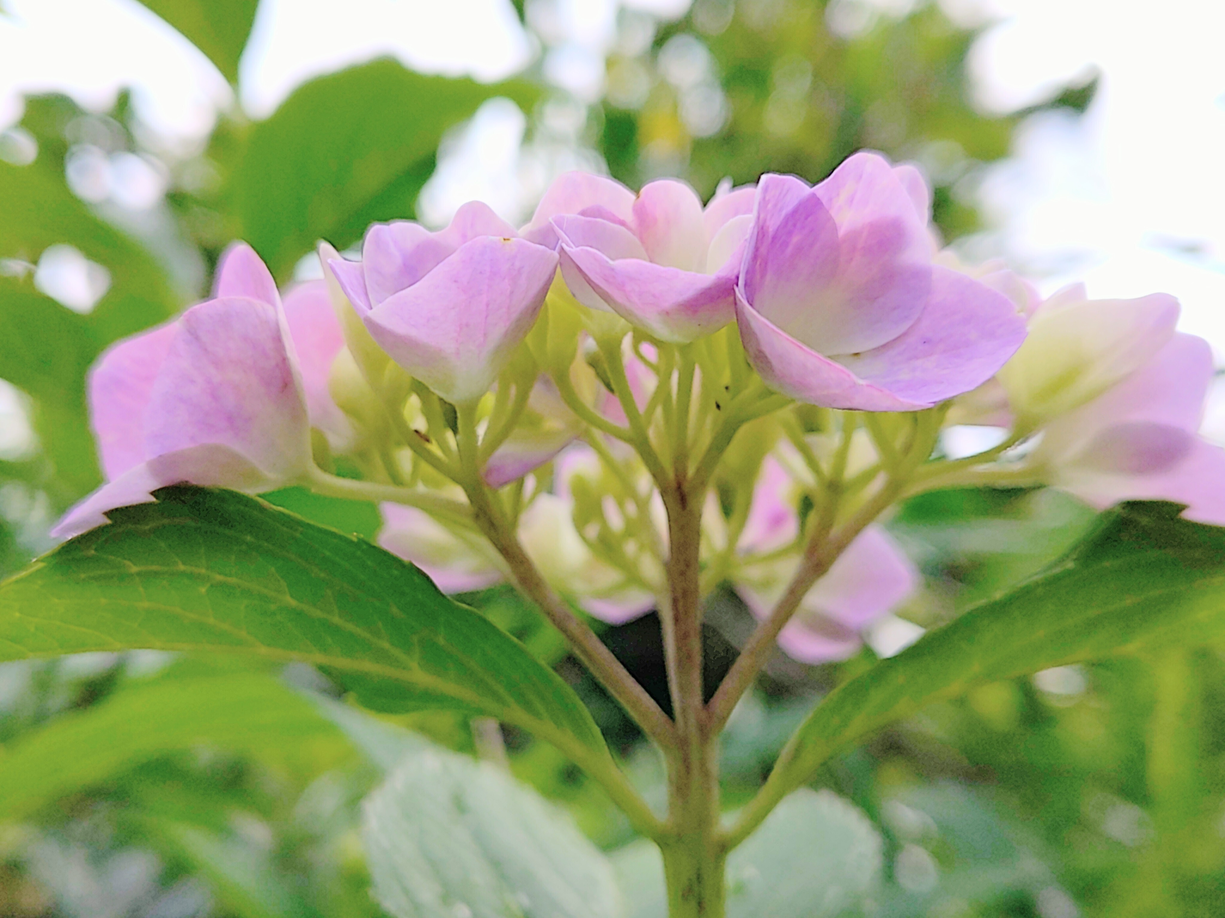 紫陽花にも、 | TORQUE STYLE