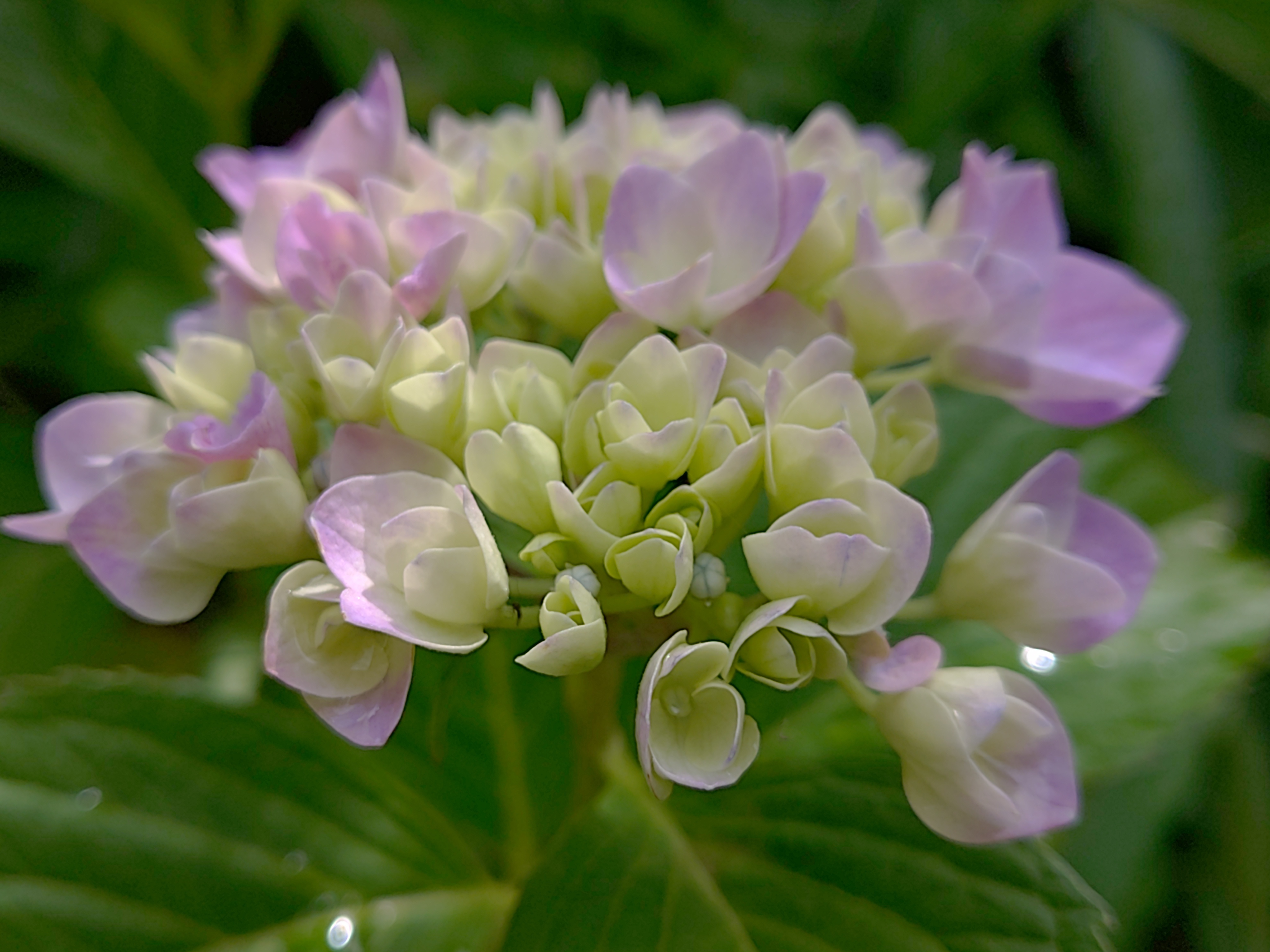 紫陽花にも、 | TORQUE STYLE