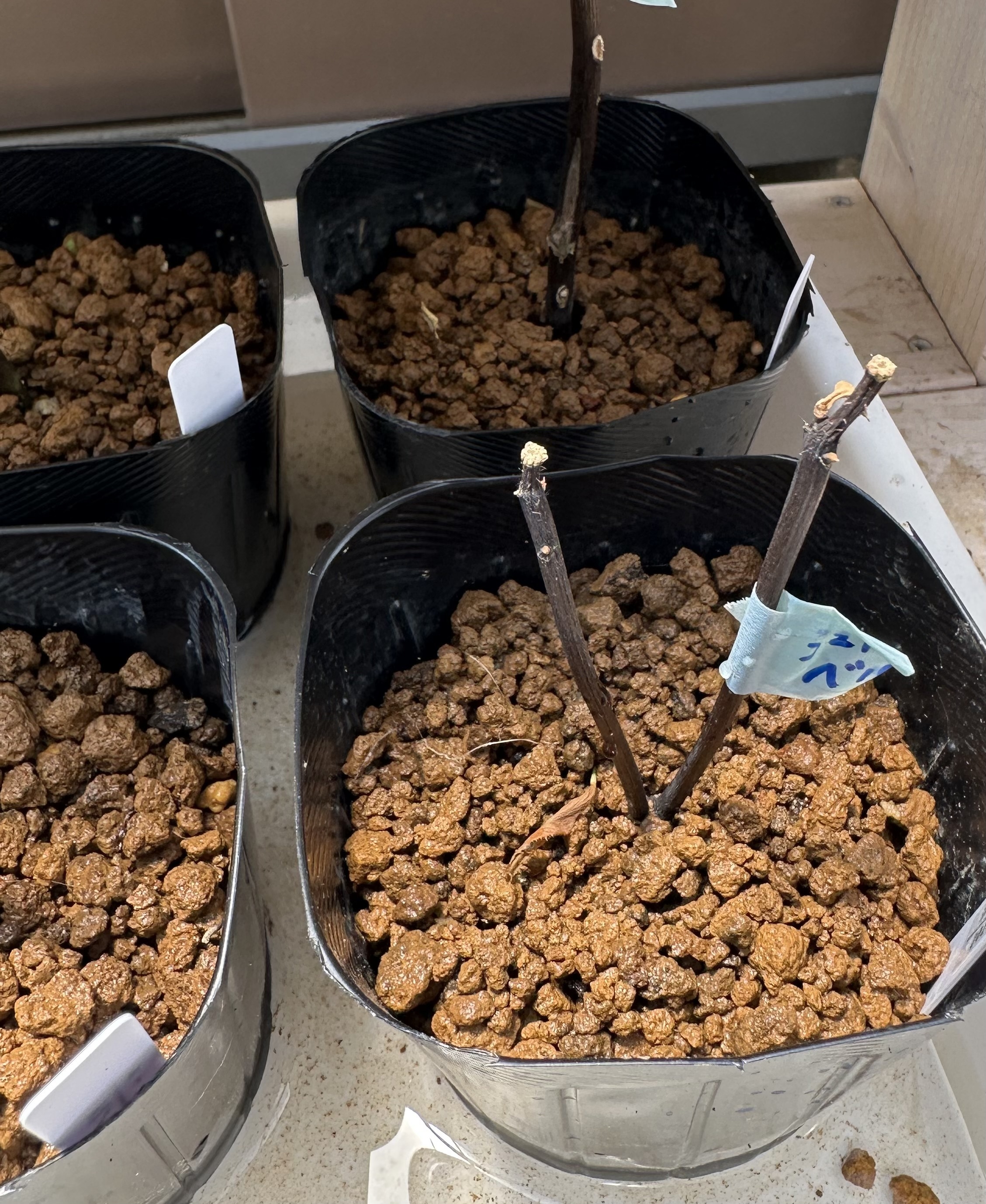 バラの挿し木の途中経過です上段はまだ生きてい | CAINZ DIY Square