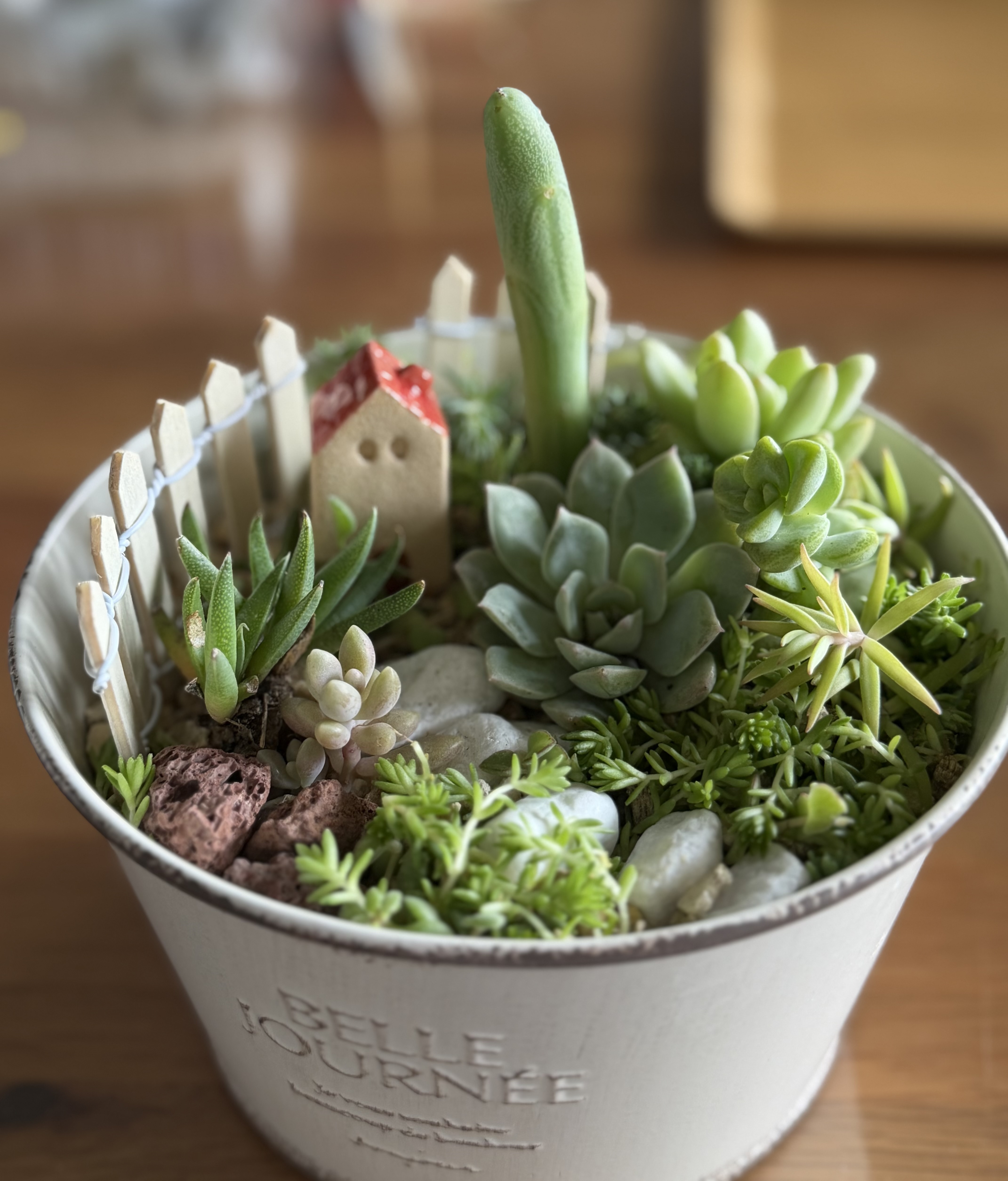 多肉植物de小さな箱庭作り | CAINZ DIY Square