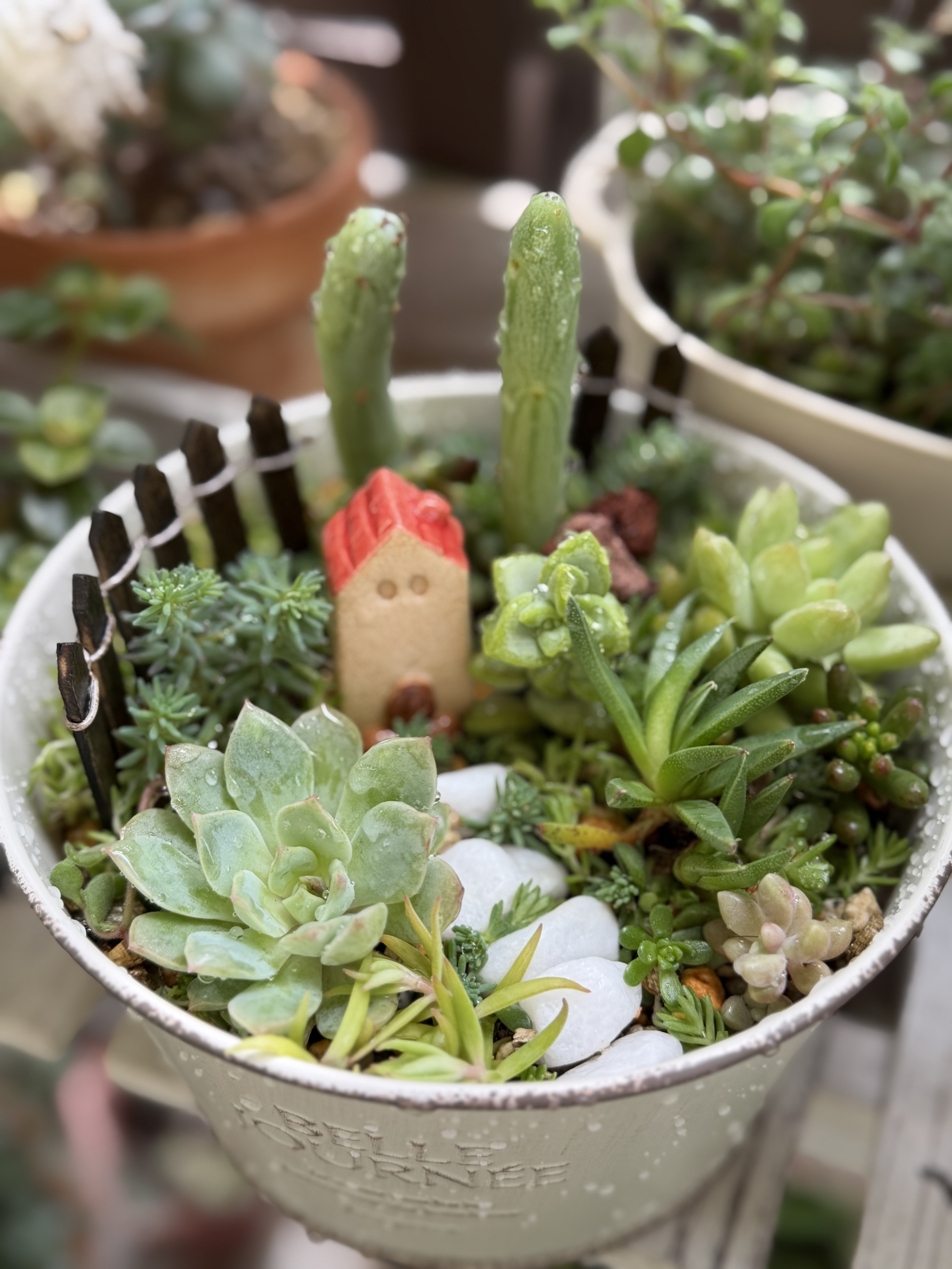 多肉植物de小さな箱庭作り | CAINZ DIY Square