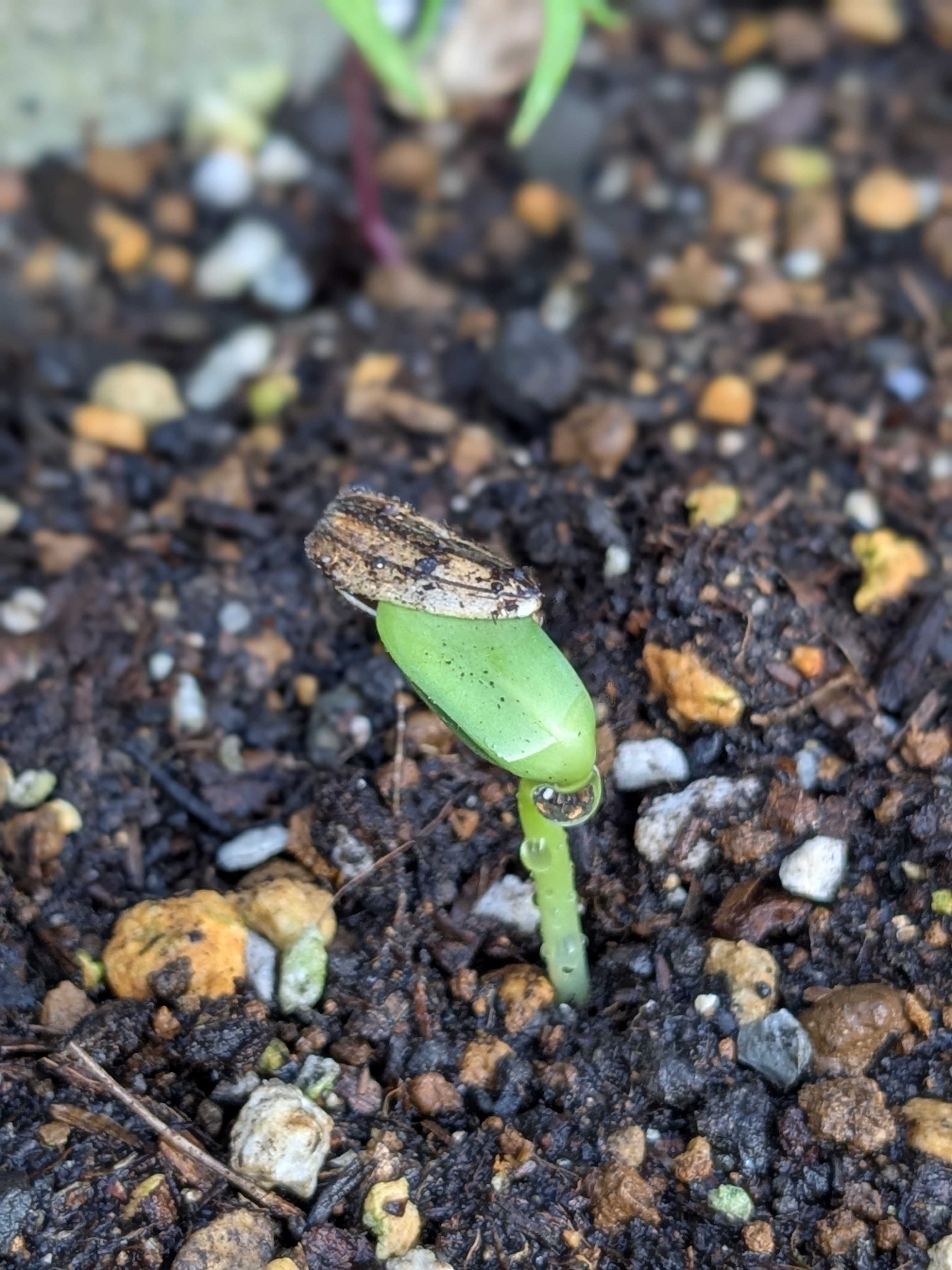 種蒔いて3日目で発芽しました🌱 | CAINZ DIY Square