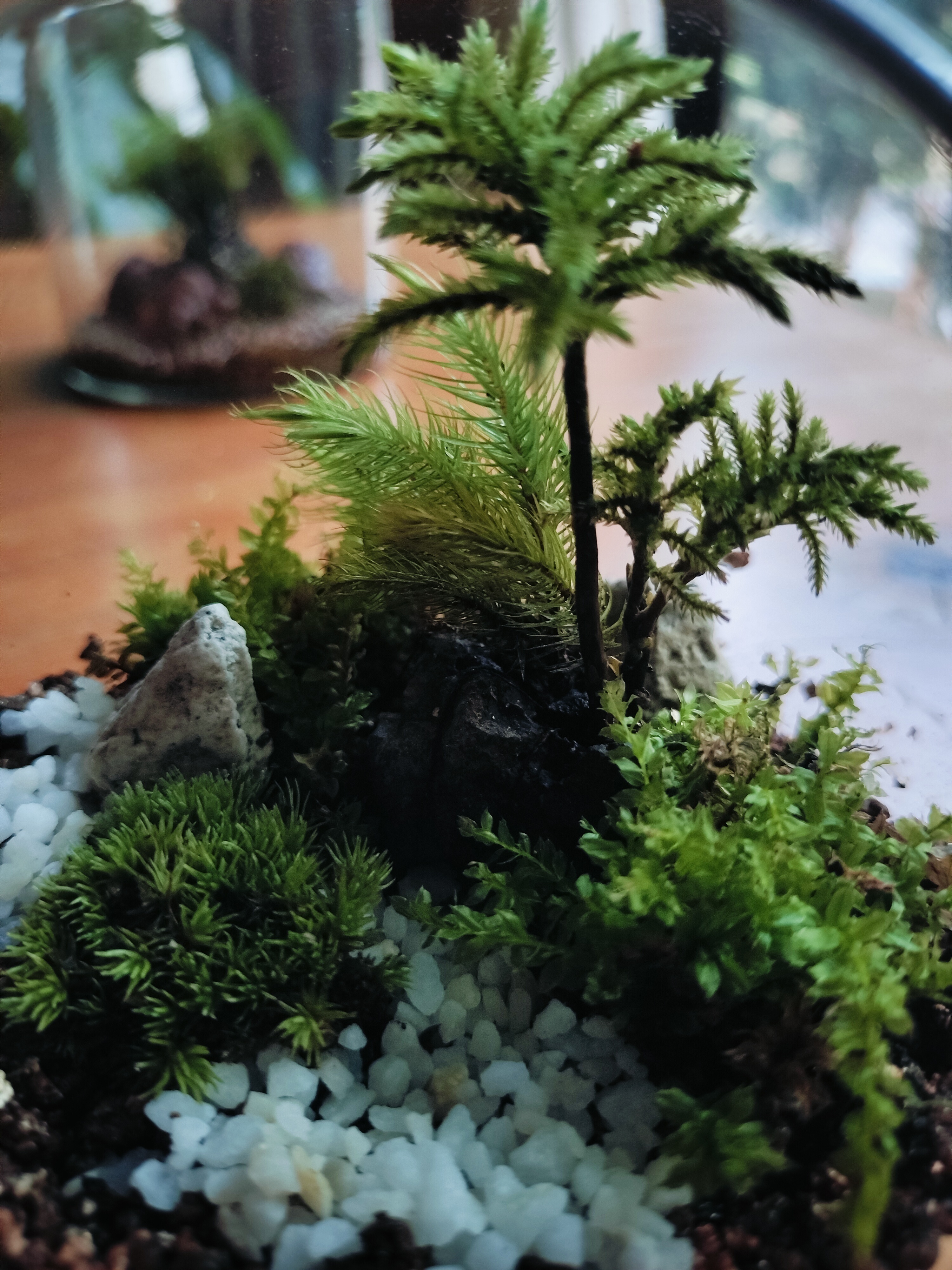 苔テラリウム | CAINZ DIY Square
