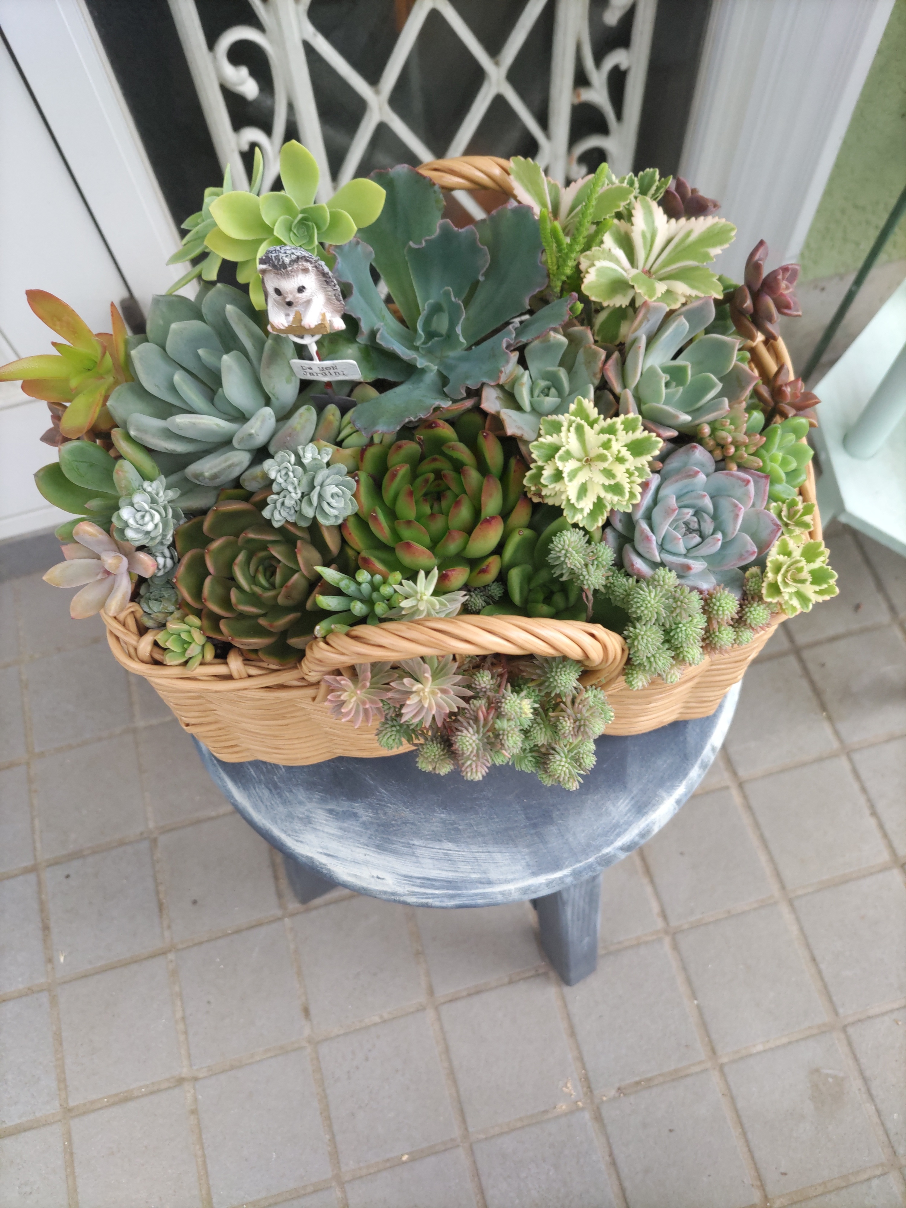 寄せ植え💚🧺✨ | CAINZ DIY Square