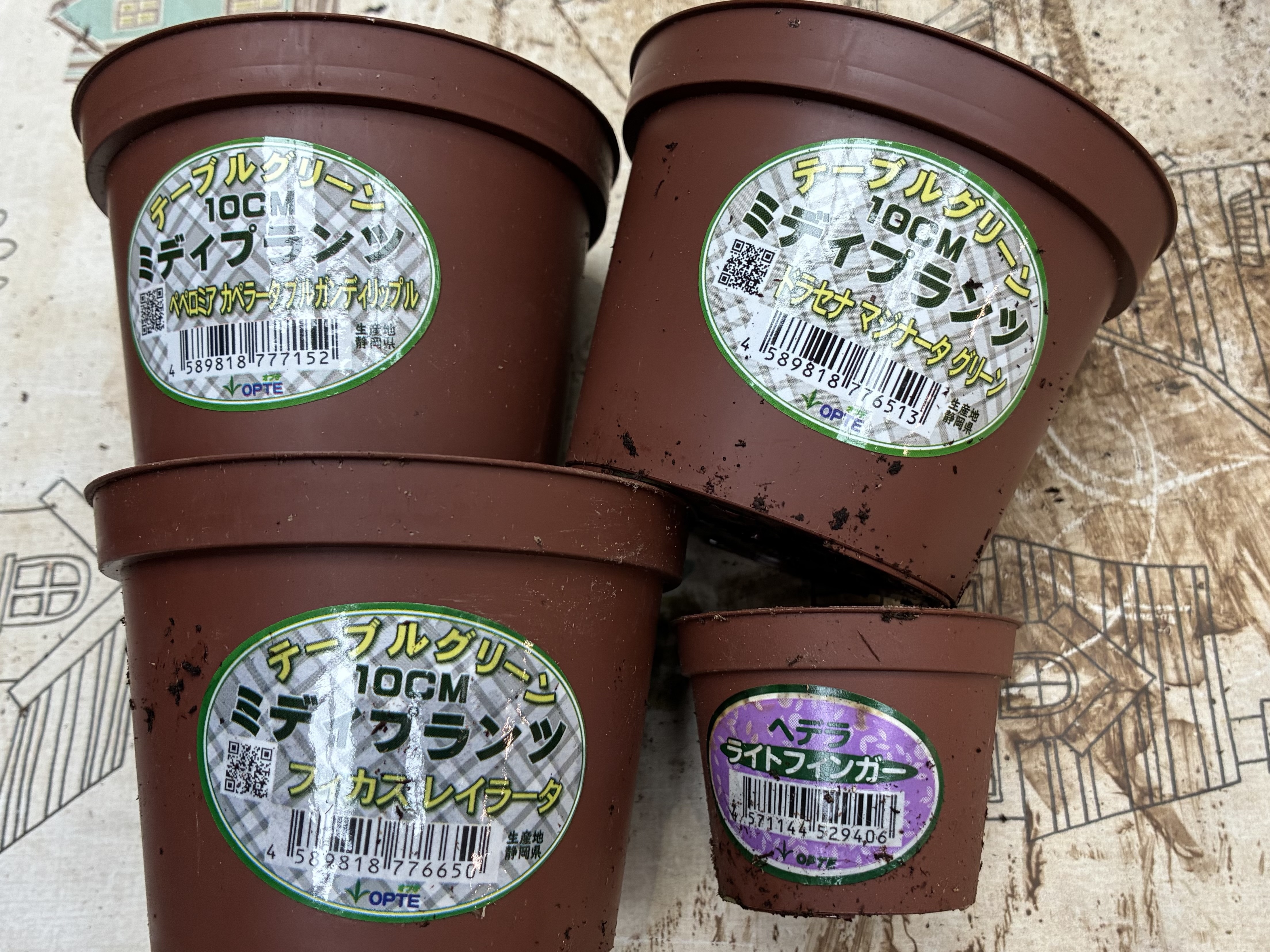 ブリキ鉢の観葉植物寄せ植え | CAINZ DIY Square