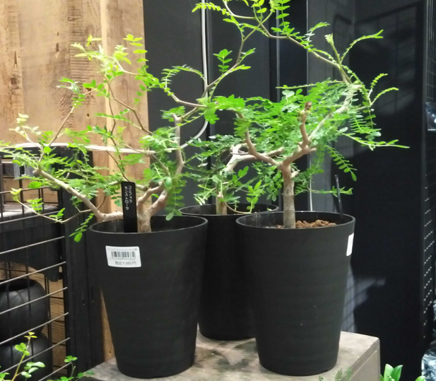6/25入荷】個性派コーデックス＆塊根植物 | CAINZ DIY Square
