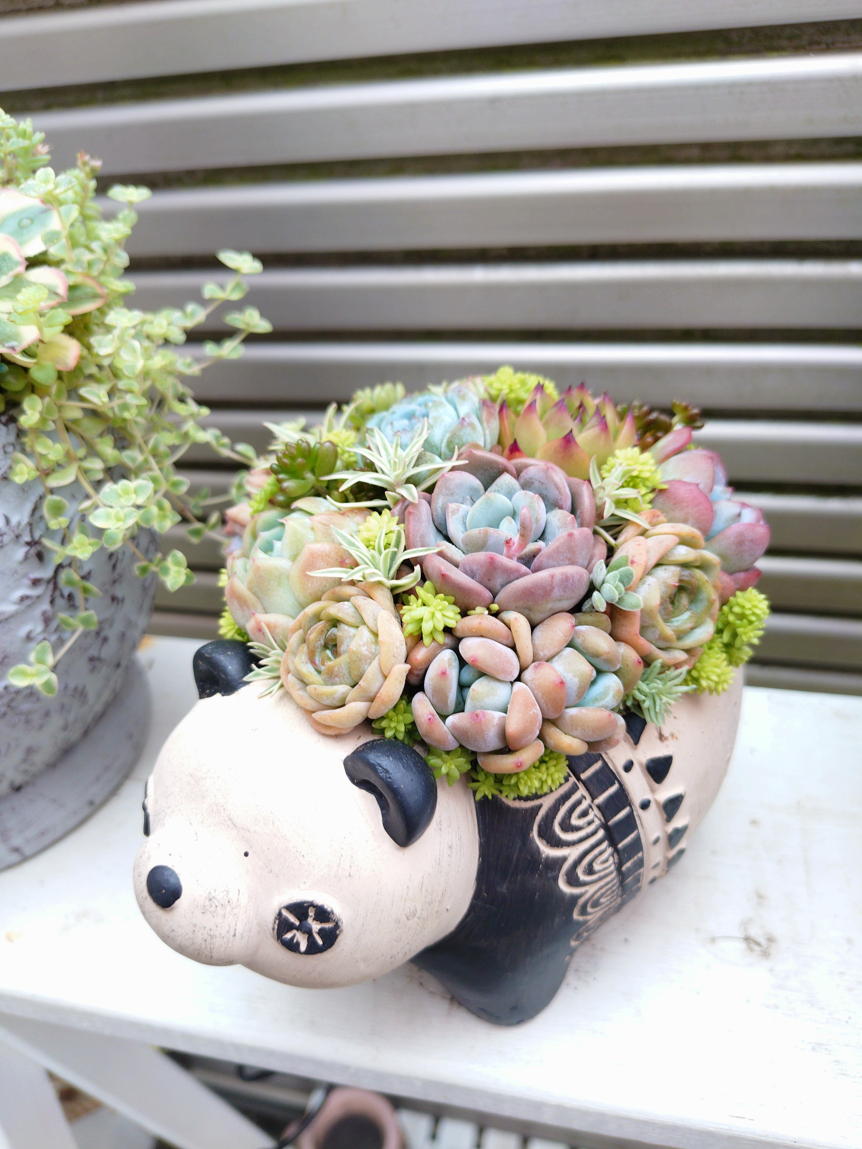 多肉植物寄植え🐼🐼 | CAINZ DIY Square