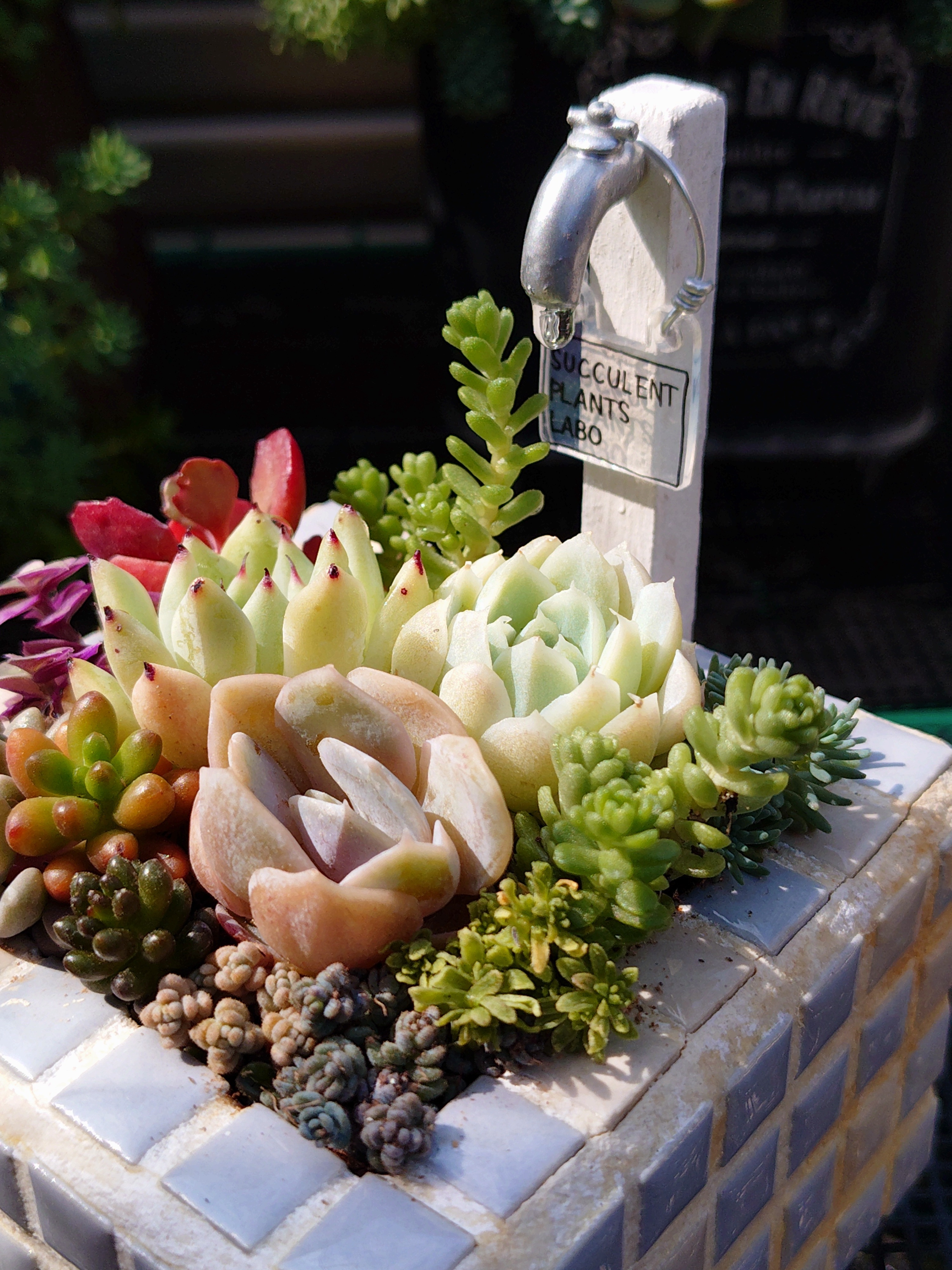 カット苗で寄せ植え🚰 | CAINZ DIY Square
