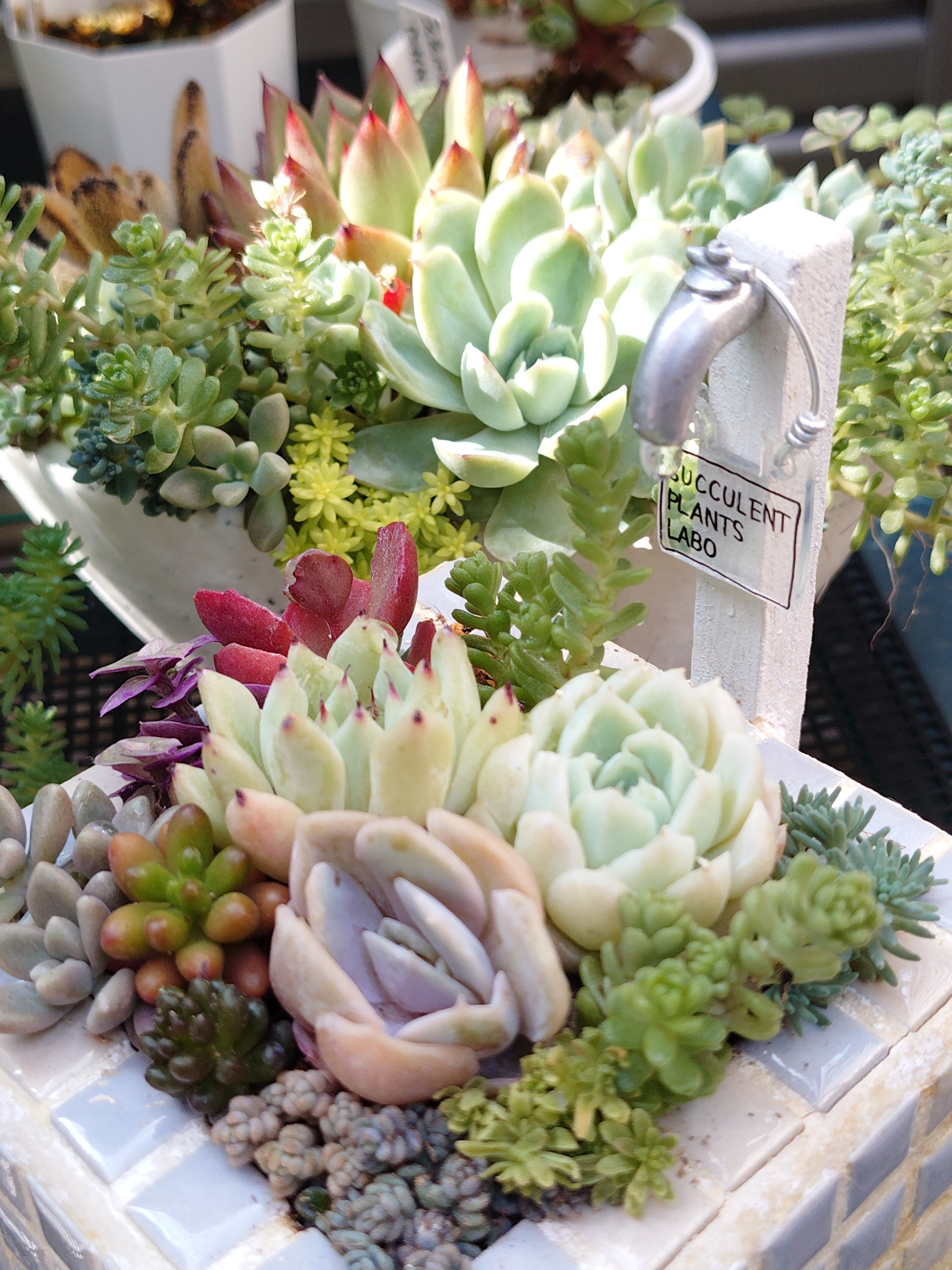 カット苗で寄せ植え🚰 | CAINZ DIY Square