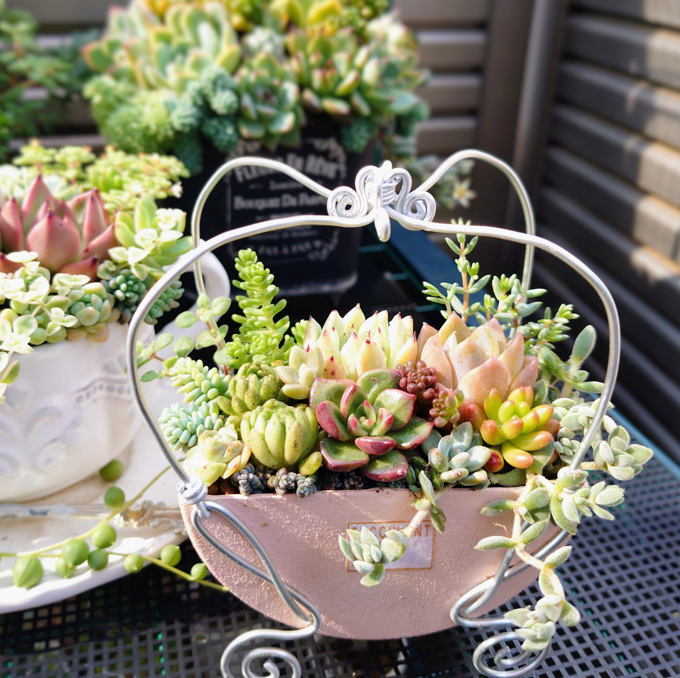 Sold Out セダム カット苗 寄植え カット苗の寄せ植え✨ | CAINZ DIY Square