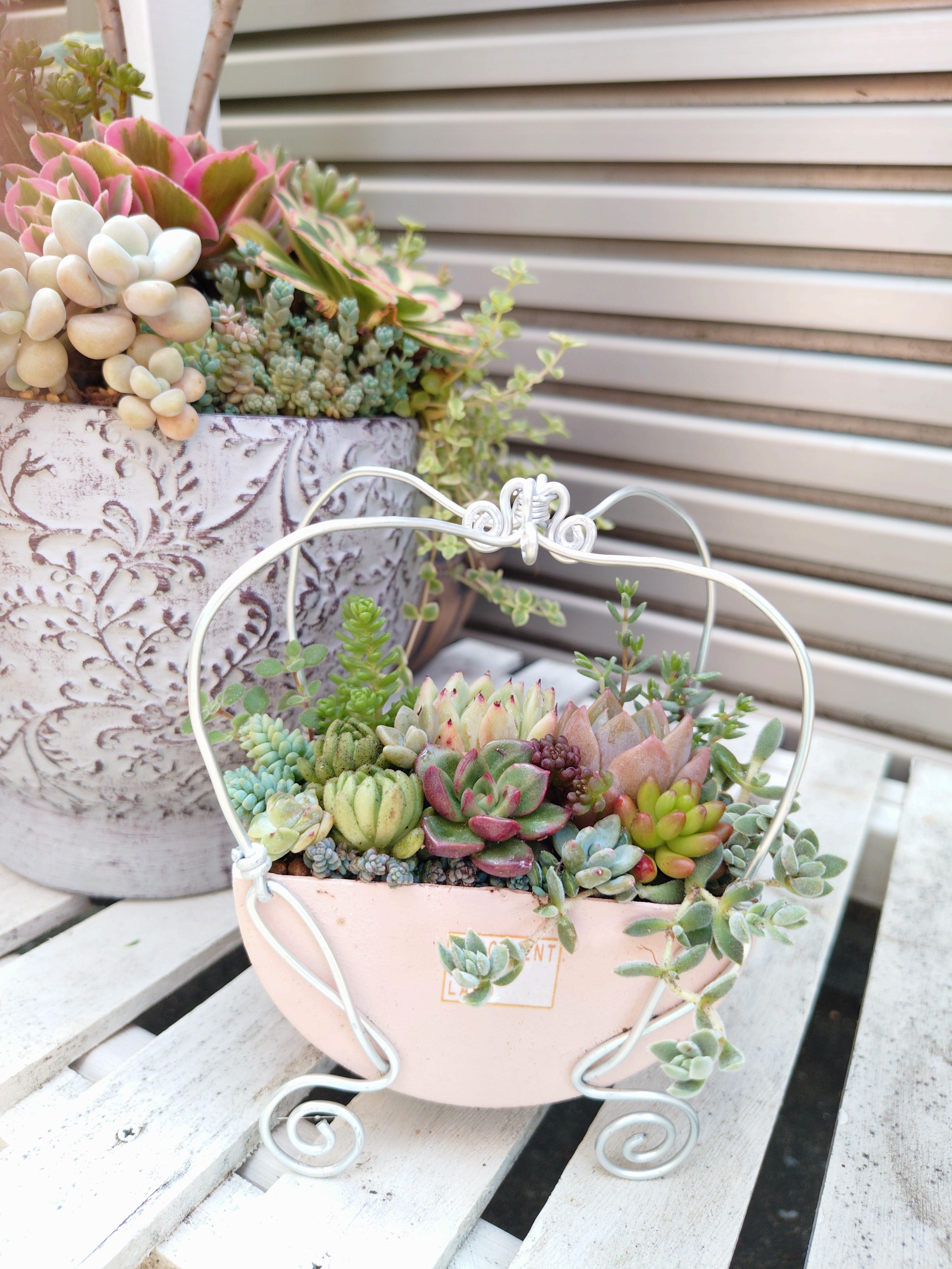 カット苗の寄せ植え✨ | CAINZ DIY Square