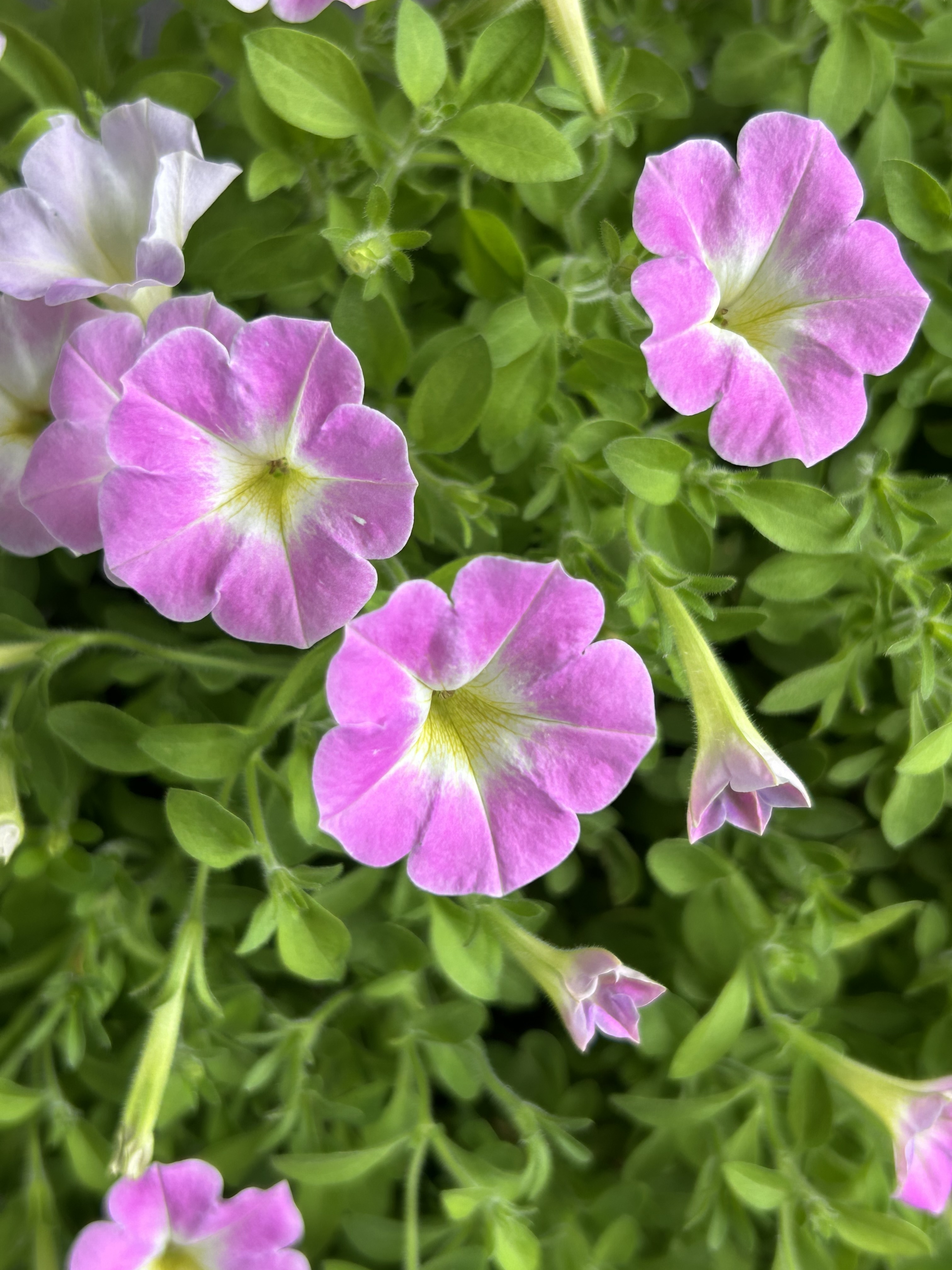 🌸さくらこ今シーズン4回目の開花は…🌸 | SUNSUNガーデン