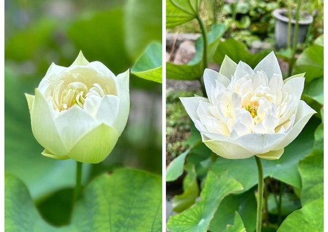 手乗り蓮白妙、二番目が咲きました。 | CAINZ DIY Square
