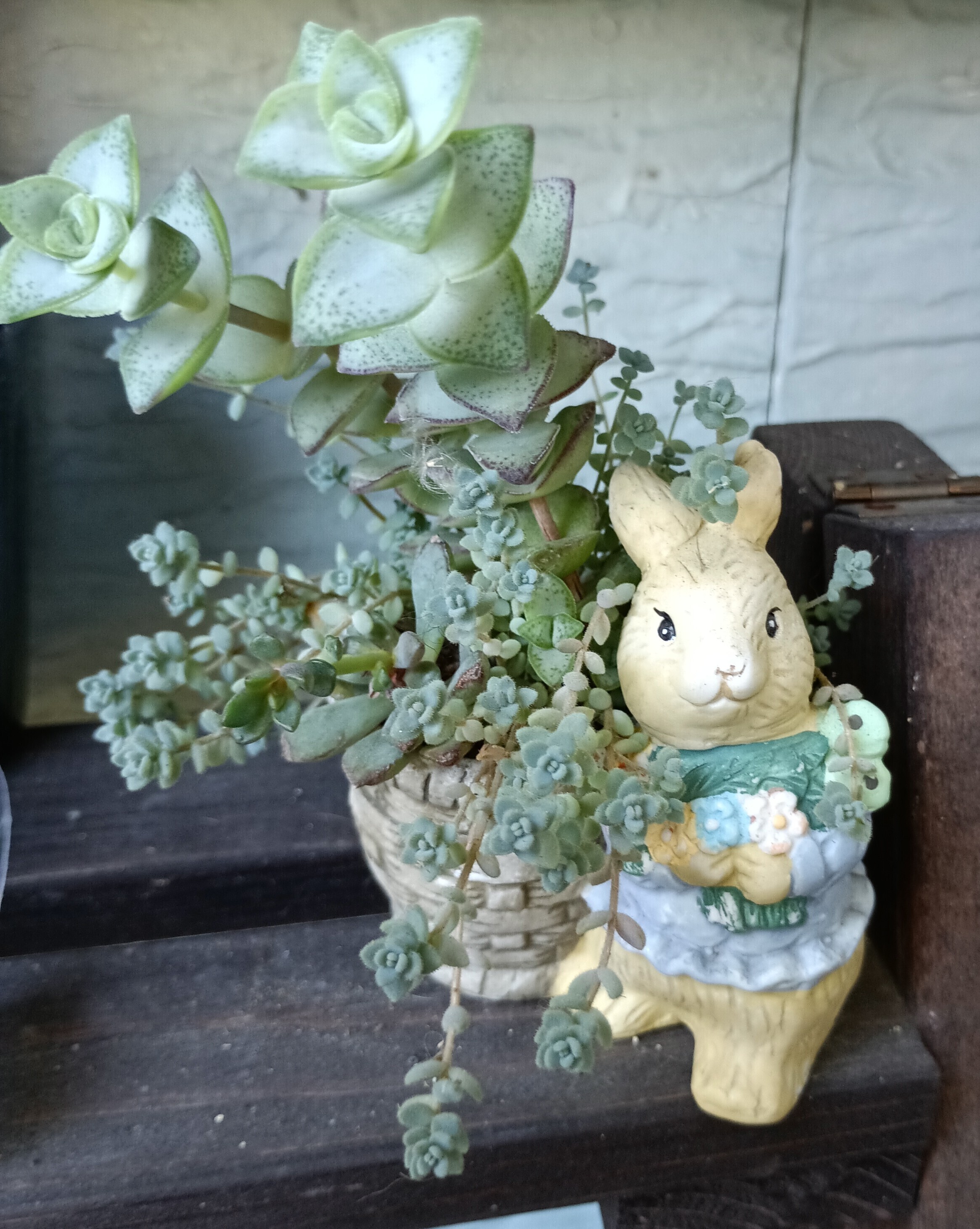 100円のうさぎちゃんに植えて楽しむ | CAINZ DIY Square