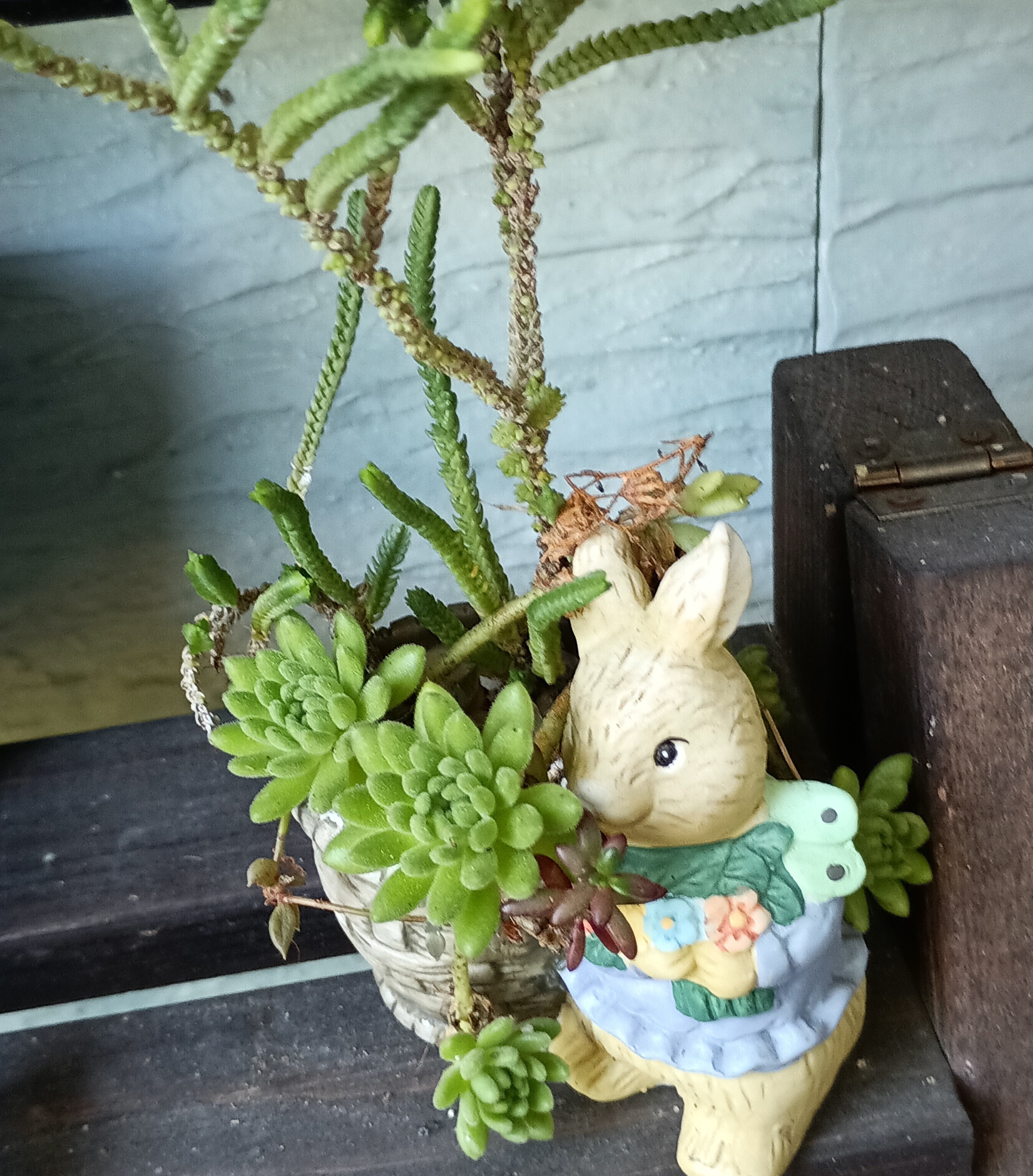 100円のうさぎちゃんに植えて楽しむ | CAINZ DIY Square