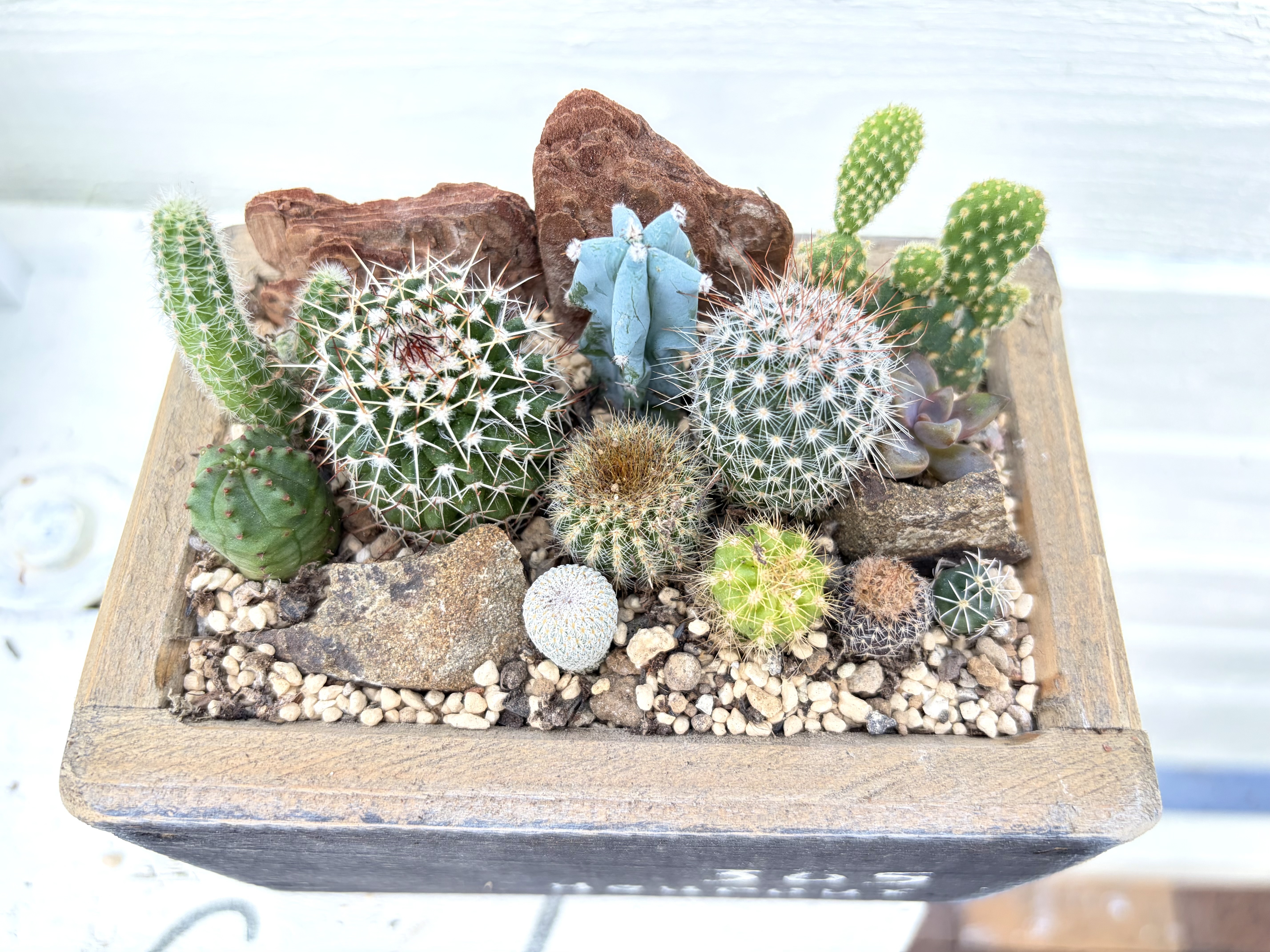 サボテン🌵寄せ植え | CAINZ DIY Square