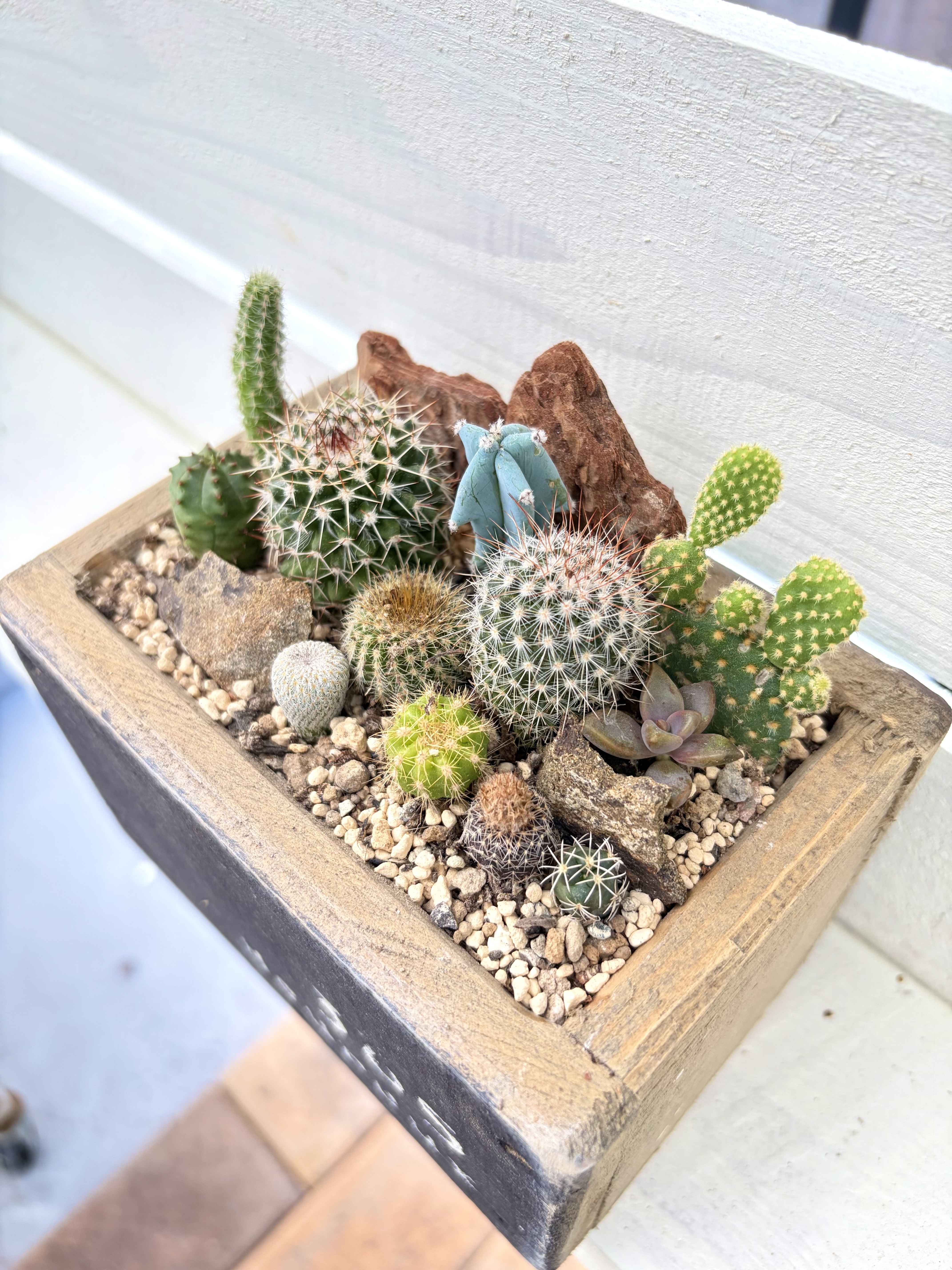サボテン🌵寄せ植え | CAINZ DIY Square