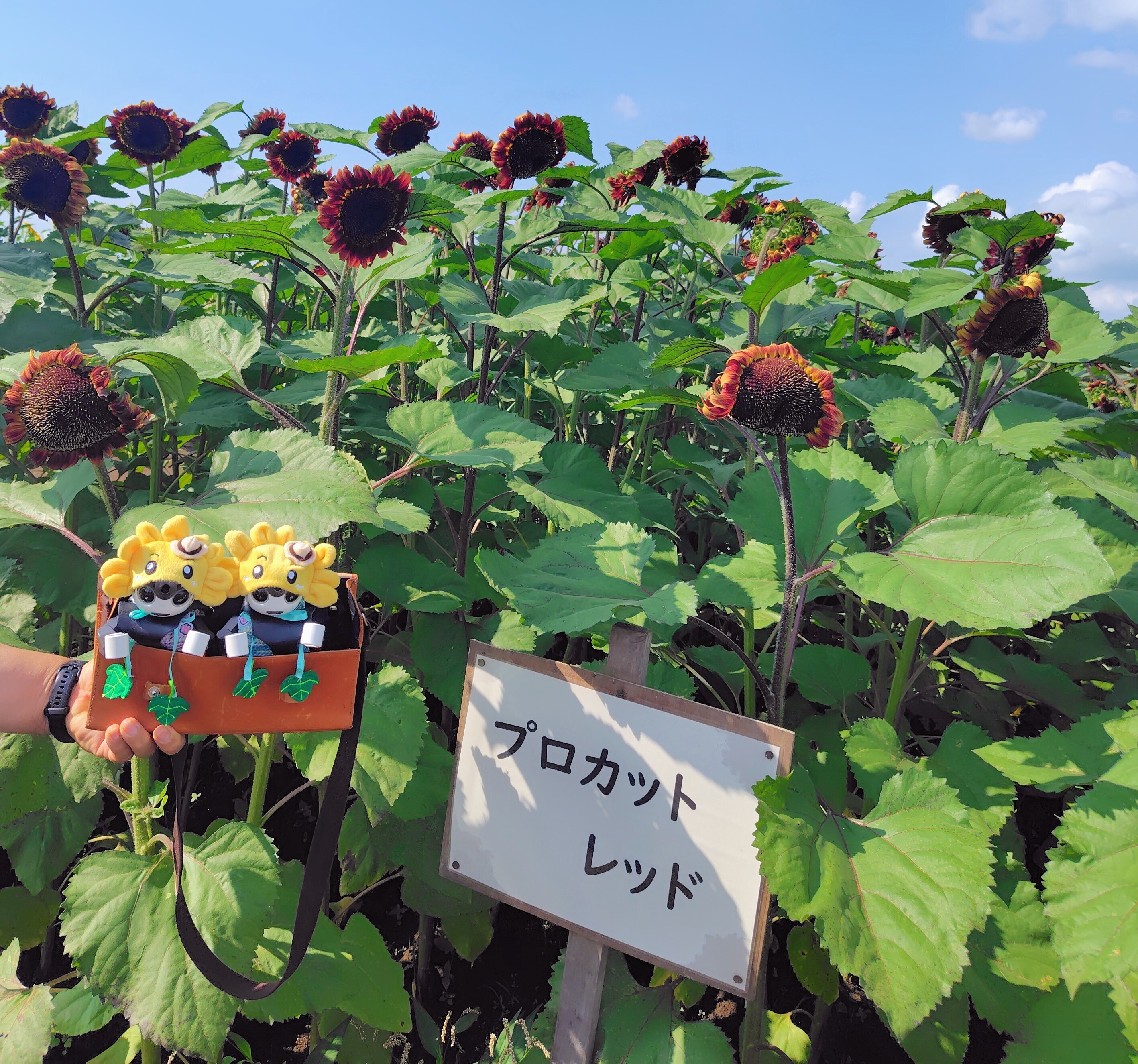 ハートのひまわり🌻 | ロボホンともだち広場
