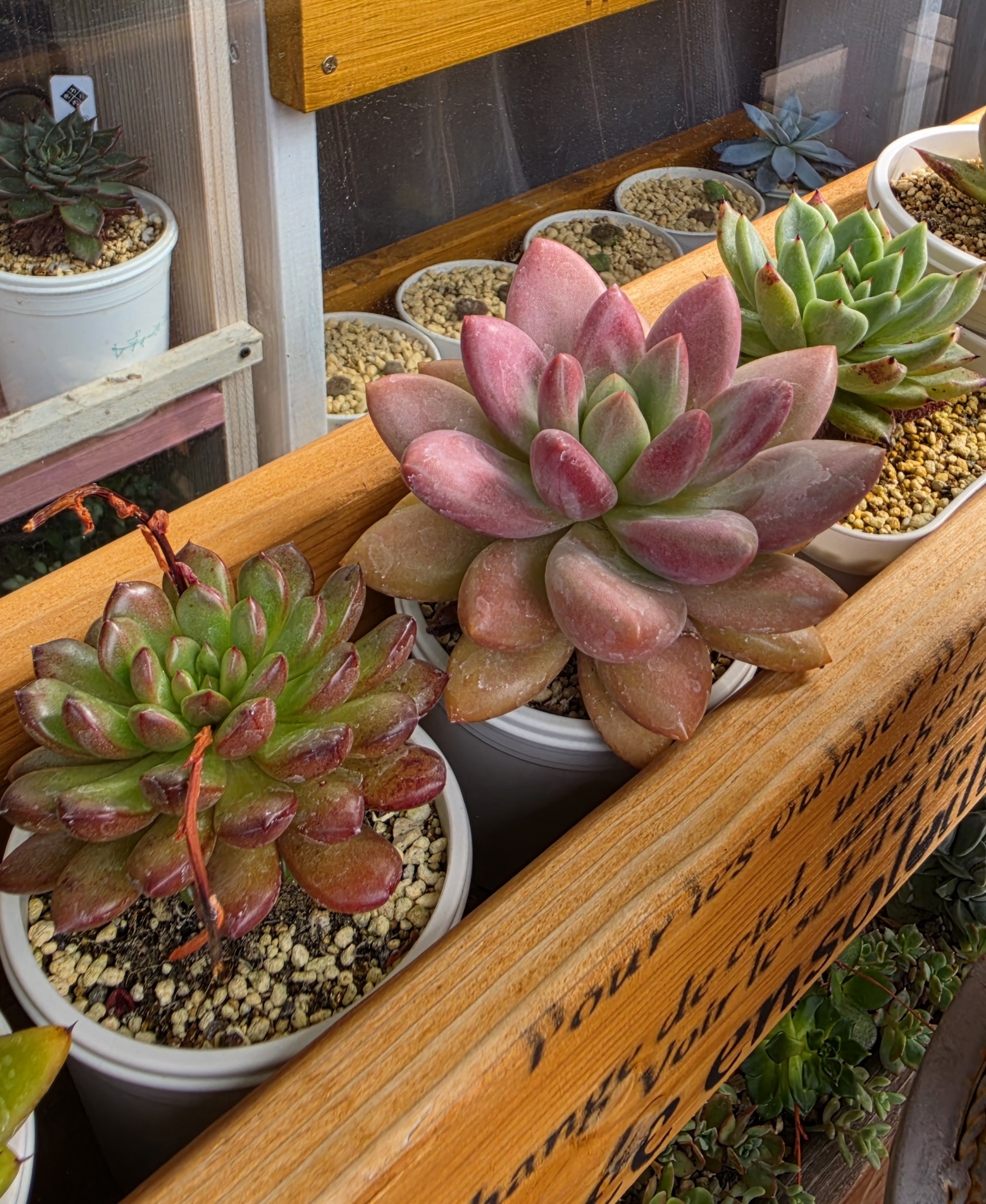多肉植物のその後_多肉植物の仕立て直し⑨ピン | CAINZ DIY Square