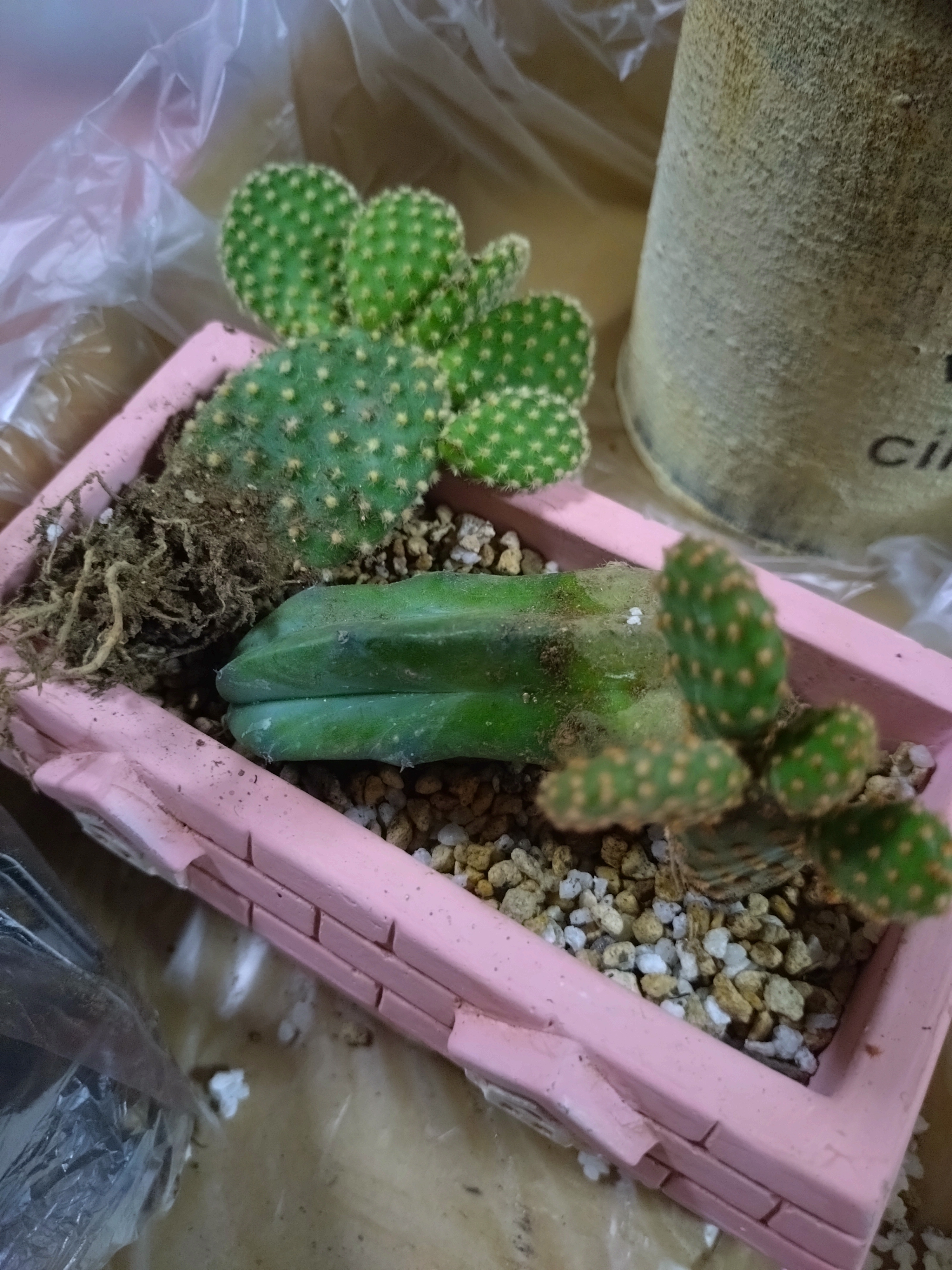 初めてのサボテン🌵の寄せ植えWS | CAINZ DIY Square