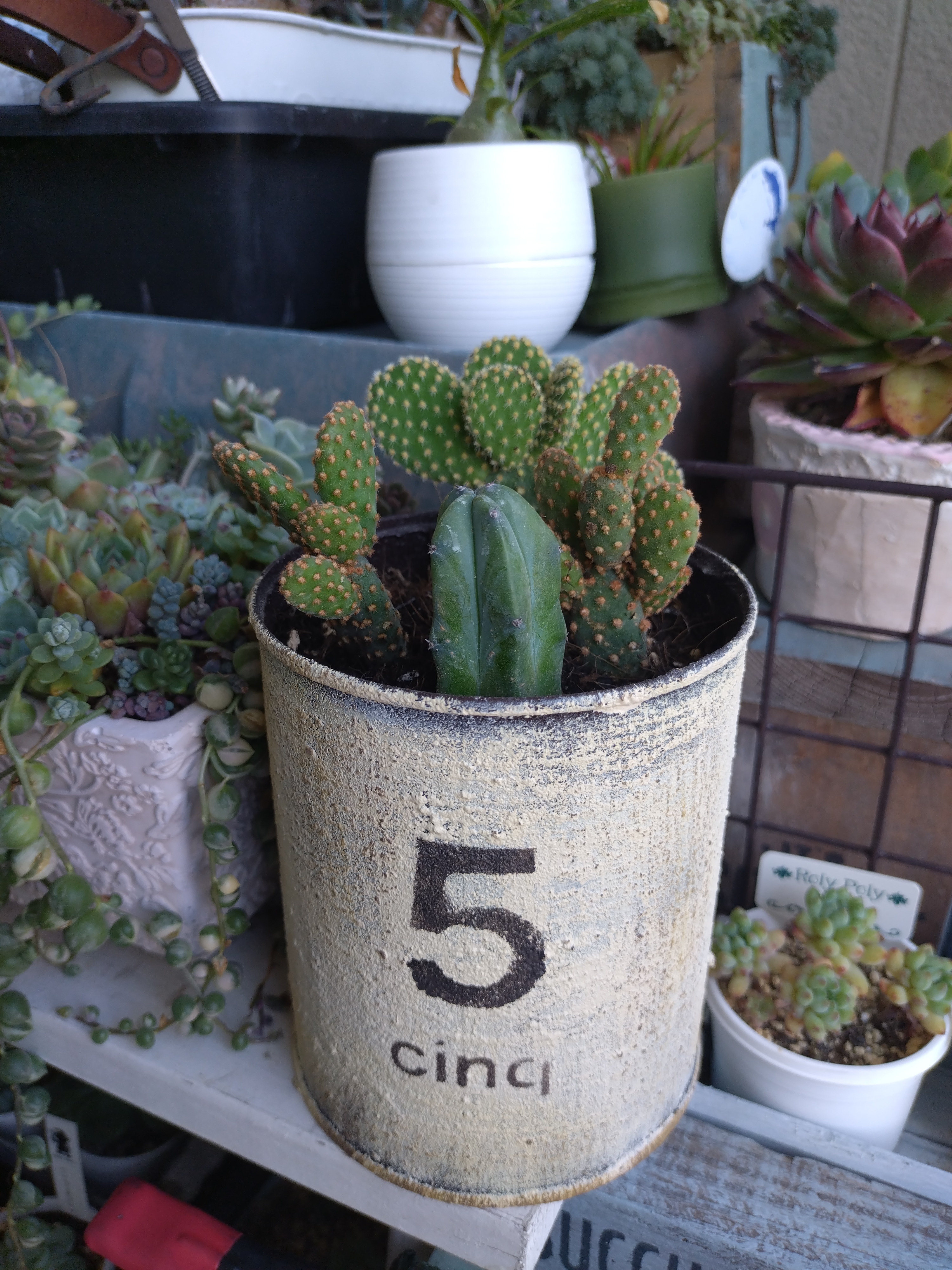 初めてのサボテン🌵の寄せ植えWS | CAINZ DIY Square
