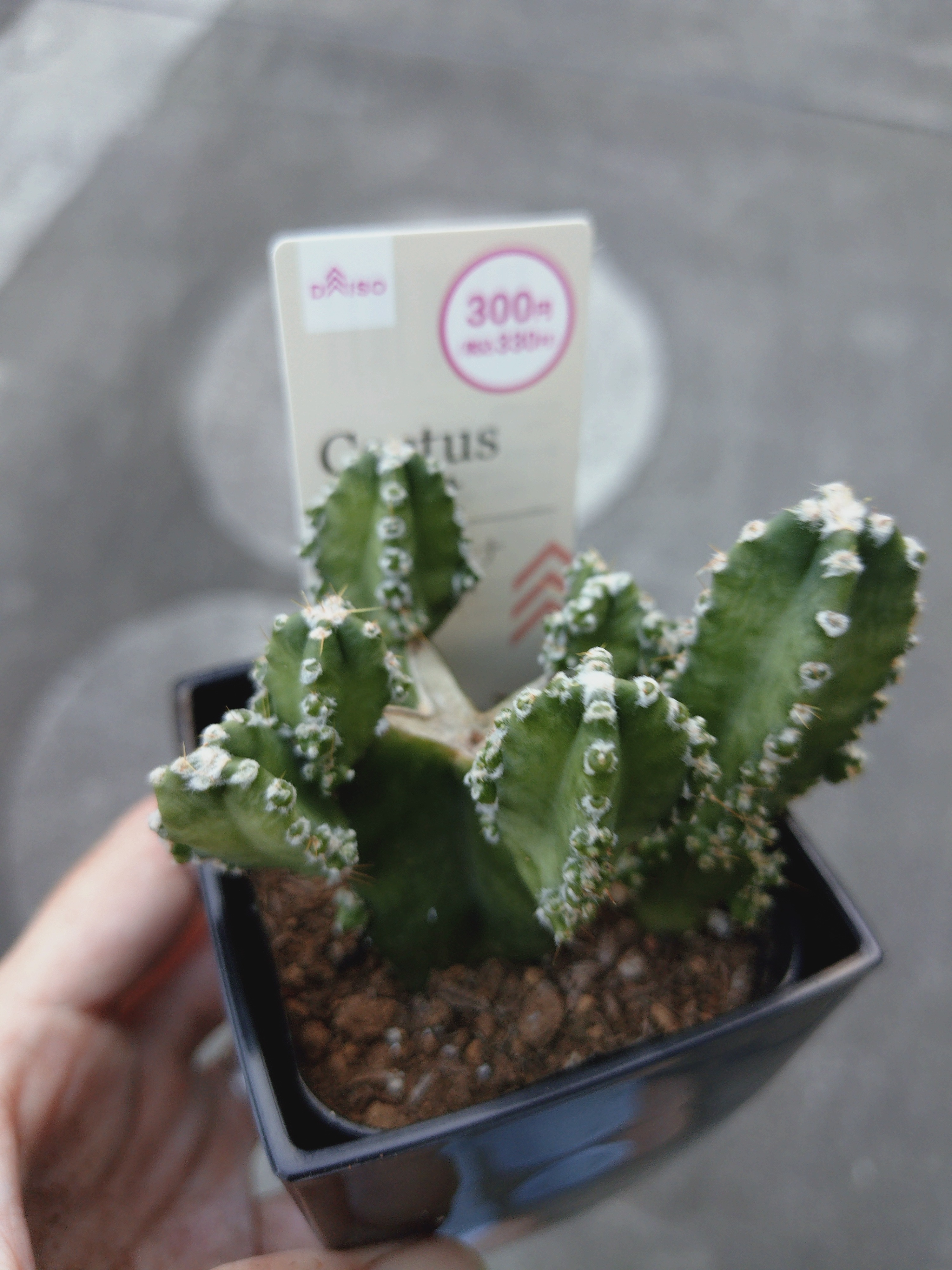 サボテン🌵 | CAINZ DIY Square