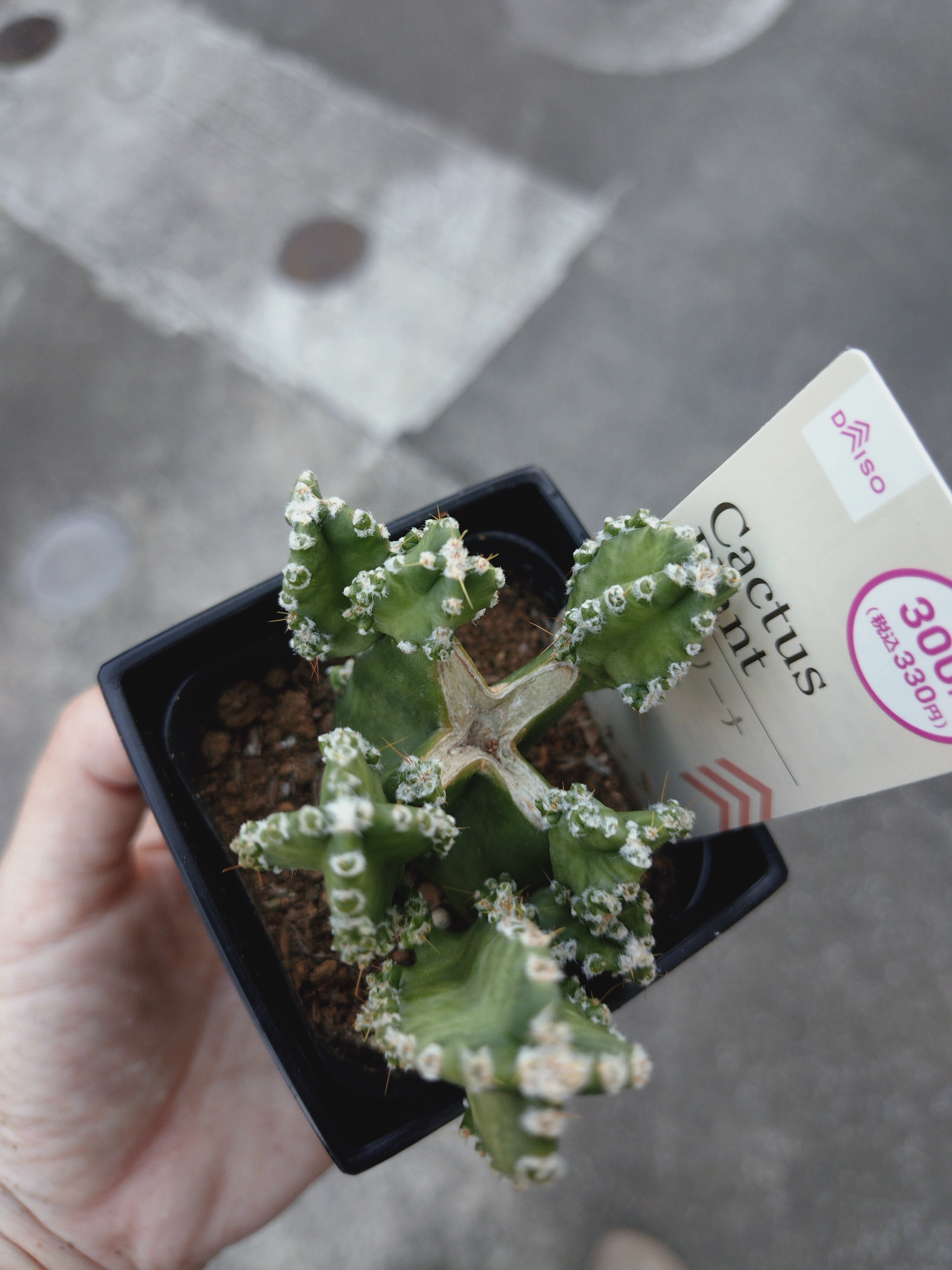 サボテン サボテン🌵 | CAINZ DIY Square