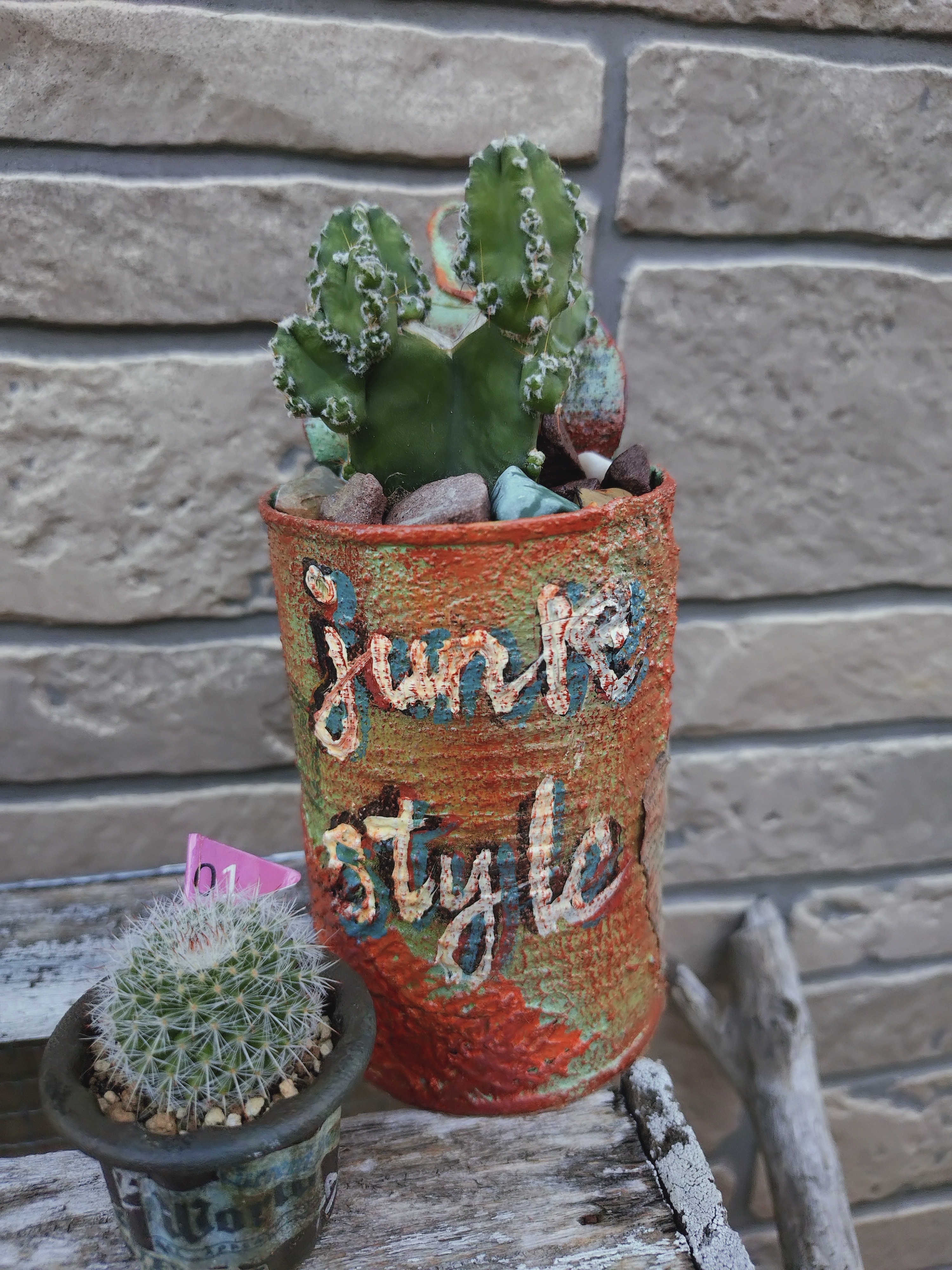 サボテン サボテン🌵 | CAINZ DIY Square