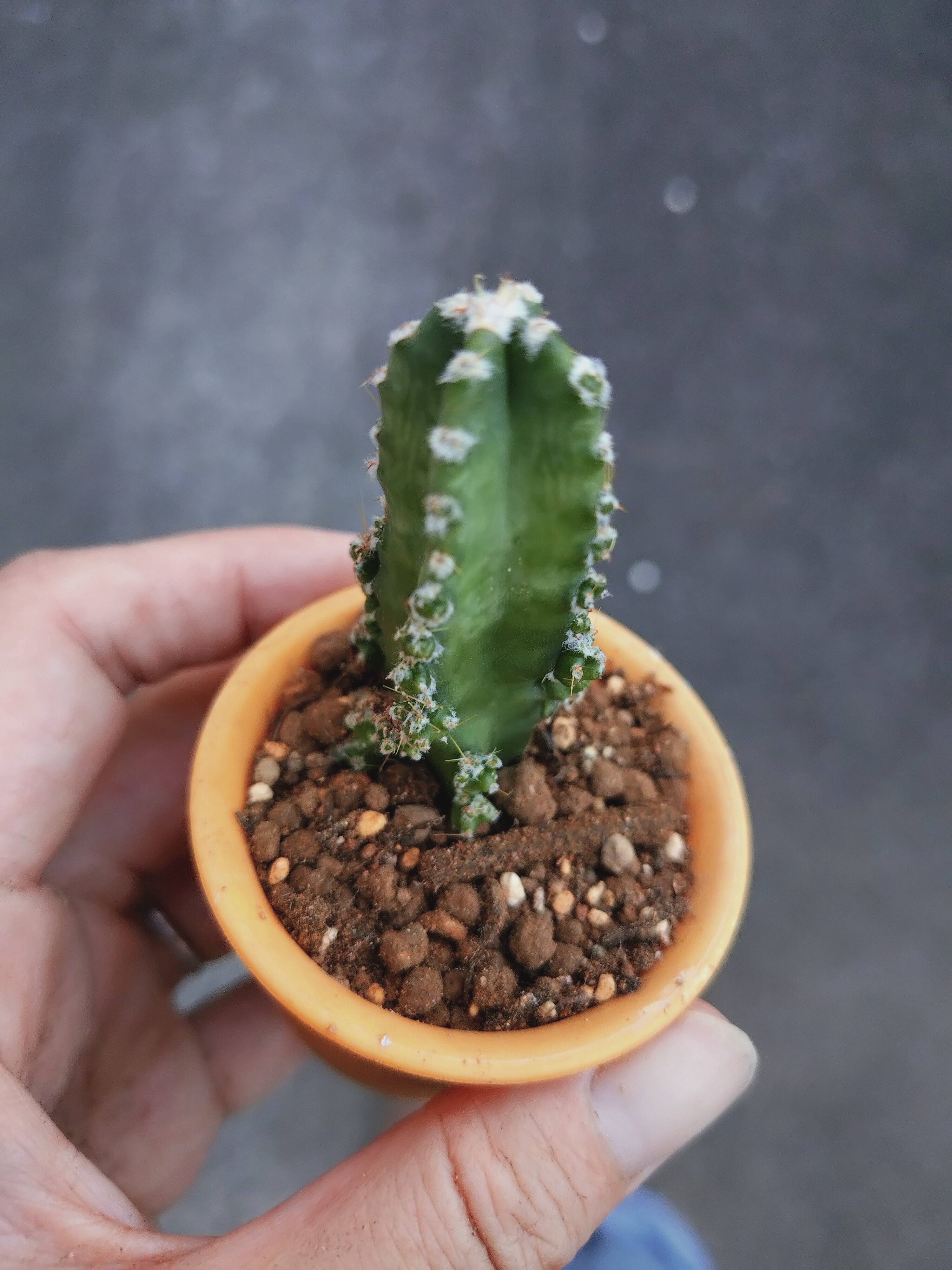サボテン🌵 | CAINZ DIY Square