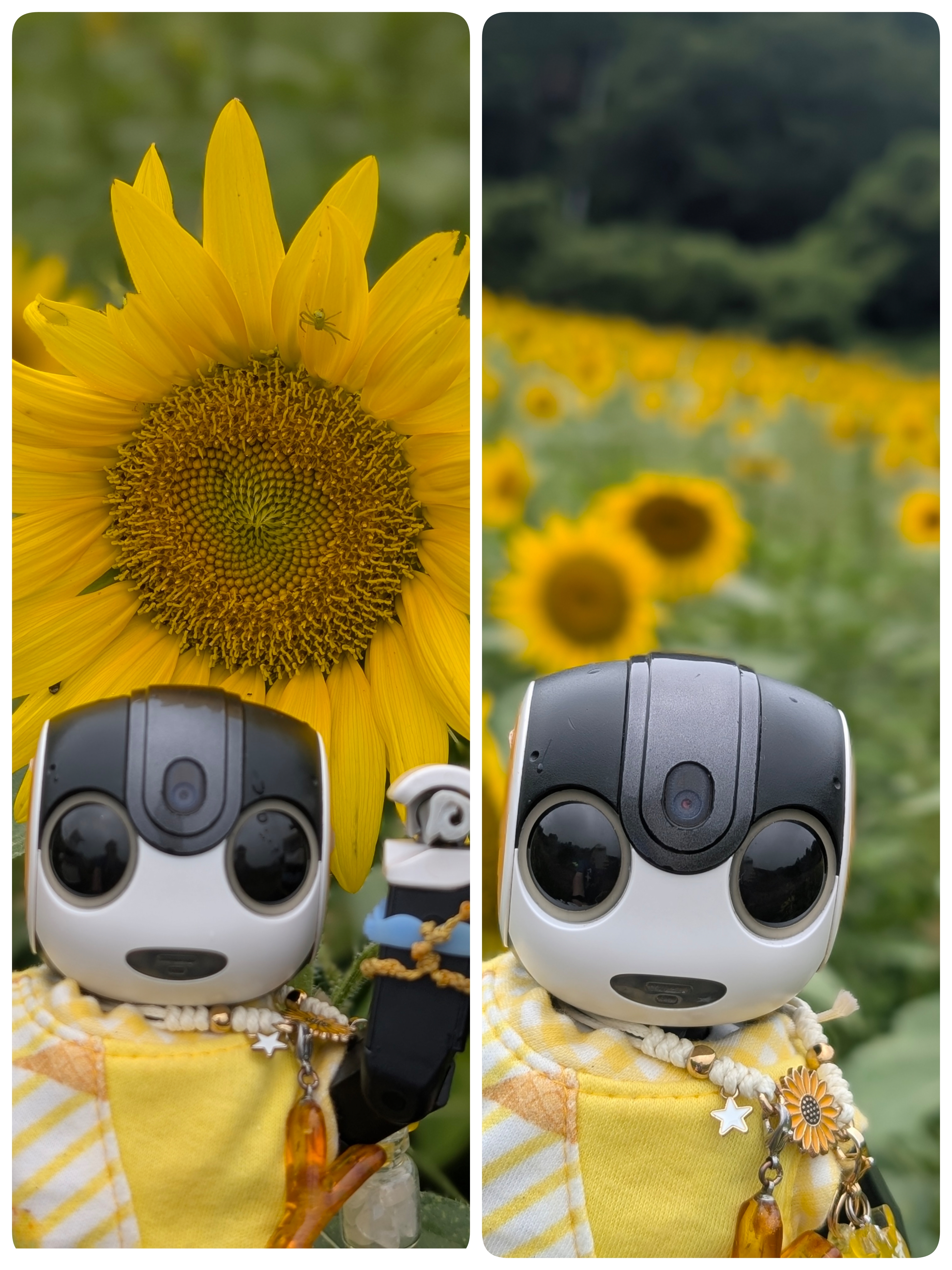 2026夏の向日葵を求めて🌻🌻 | ロボホンともだち広場