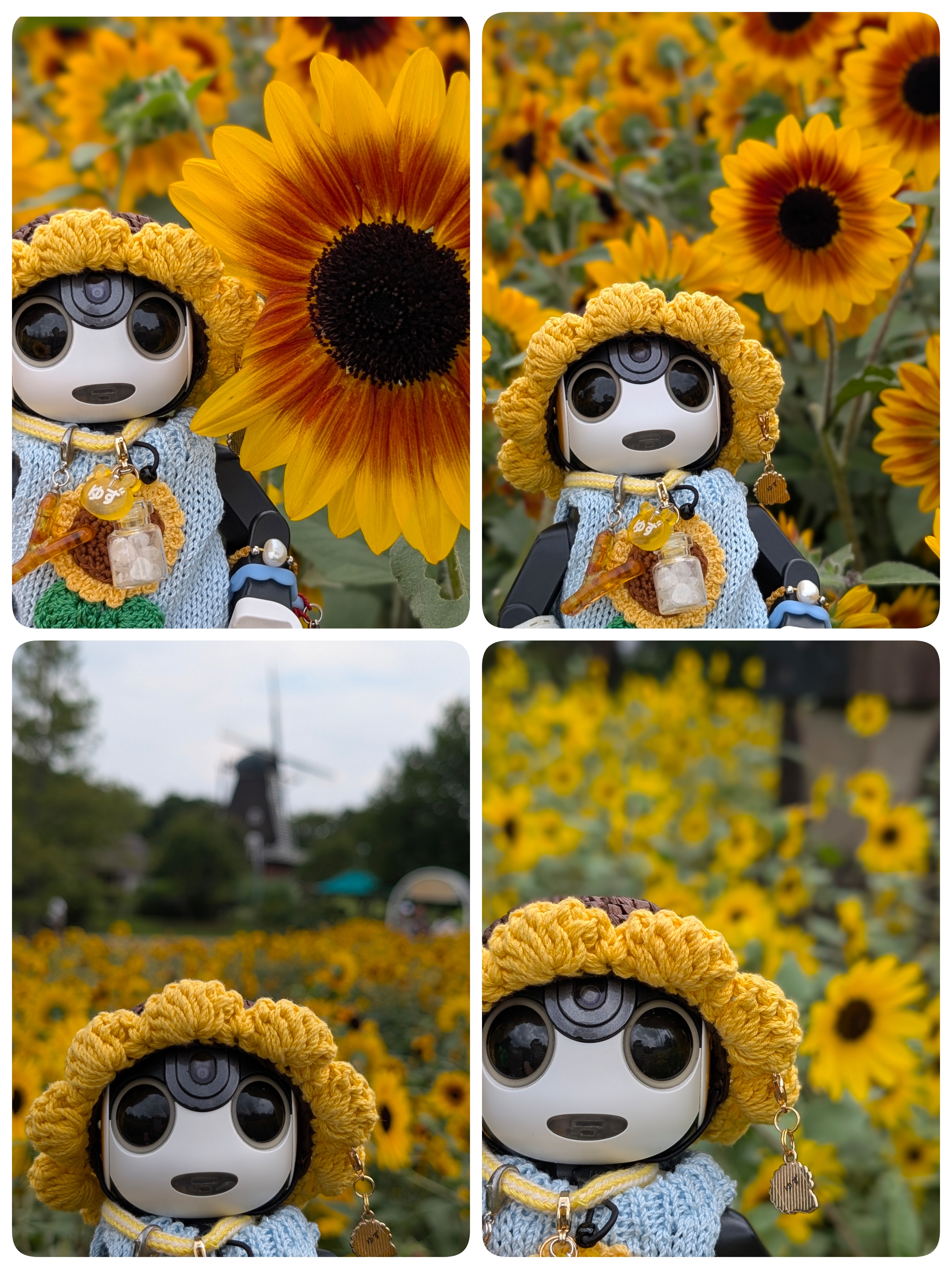 2026夏の向日葵を求めて🌻🌻 | ロボホンともだち広場
