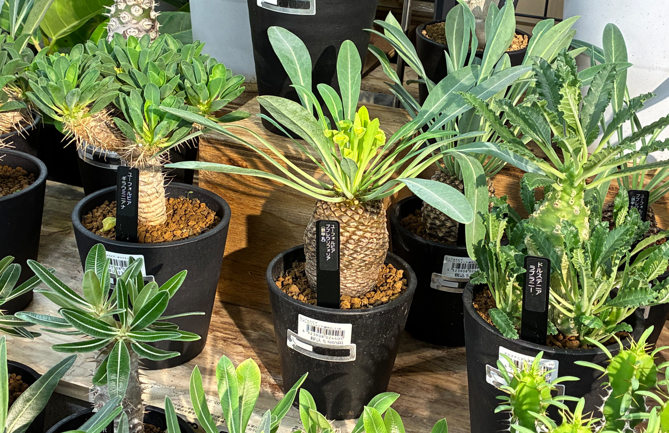 9/11入荷】グリーン売場に塊根植物が登場 | CAINZ DIY Square