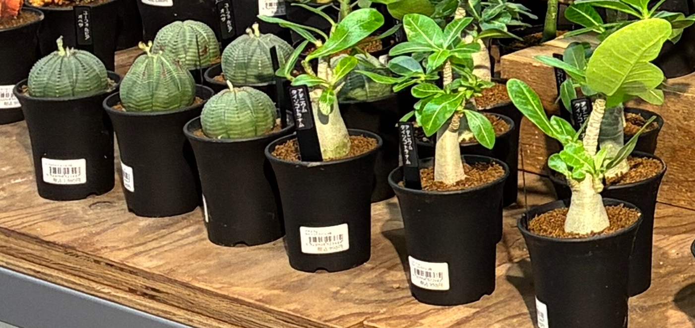 9/11入荷】グリーン売場に塊根植物が登場 | CAINZ DIY Square