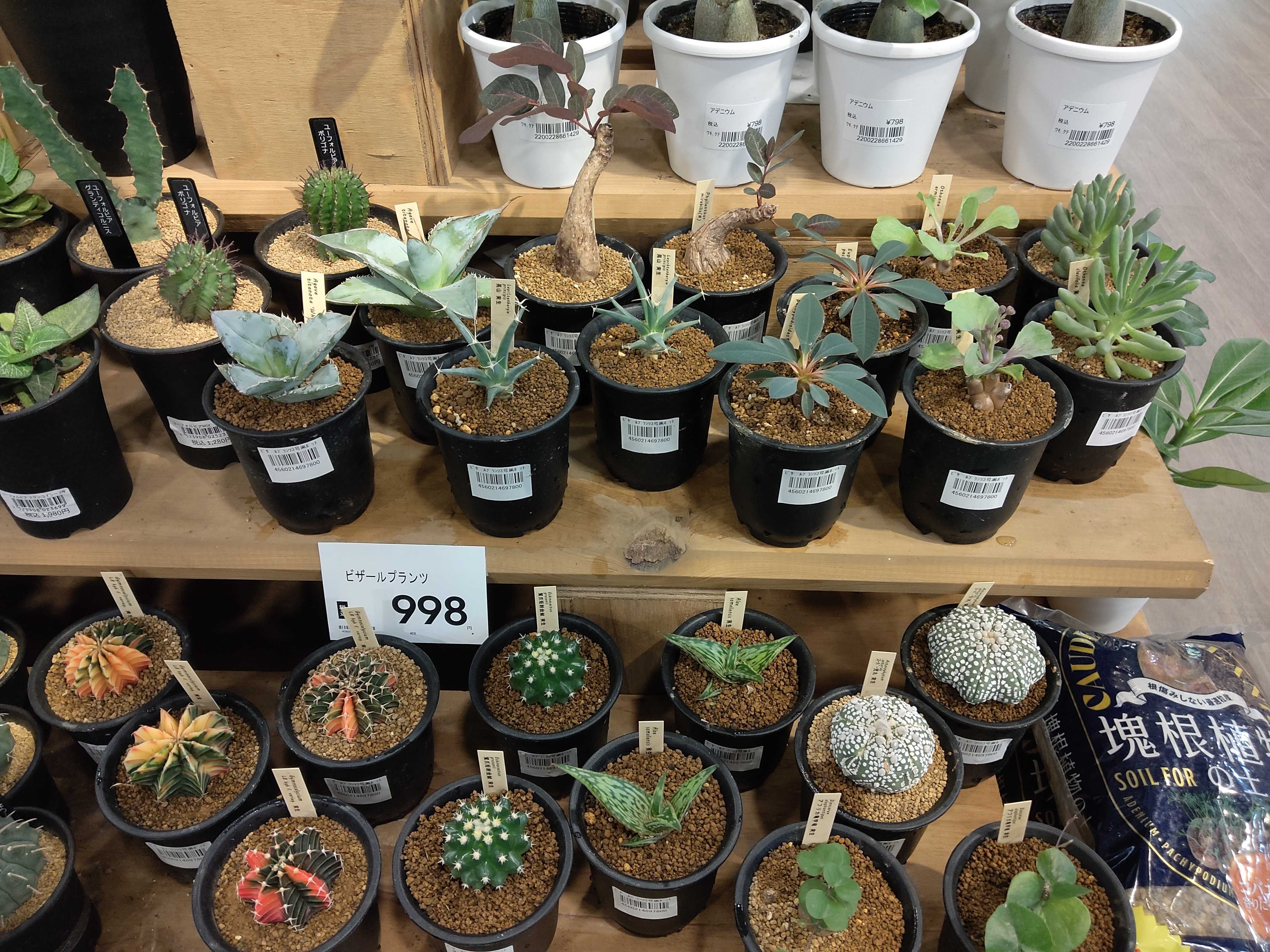 9/25入荷】小さな鉢で楽しめる個性派植物 | CAINZ DIY Square