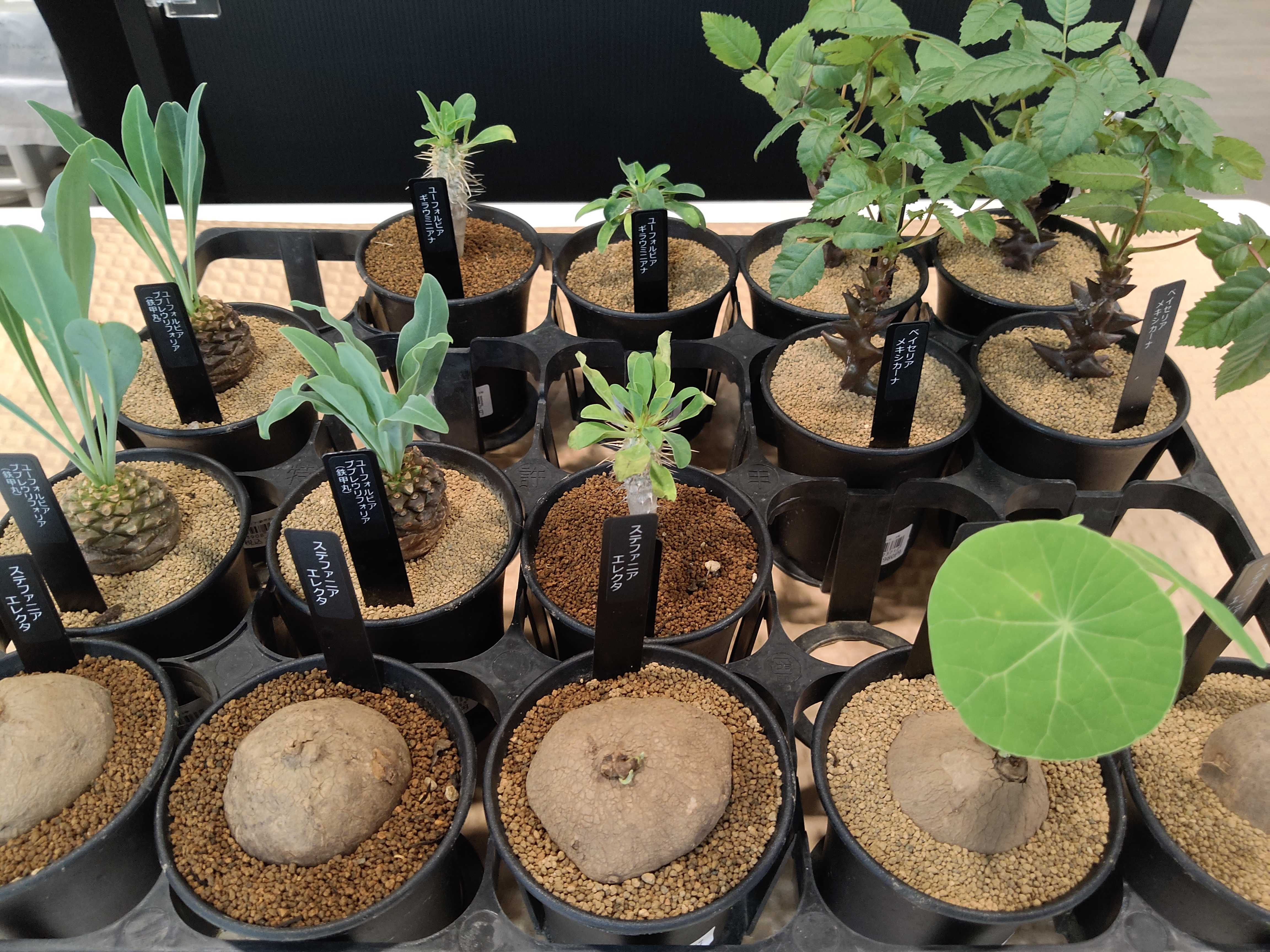 10/9入荷】コレクター必見の塊根植物が初 | CAINZ DIY Square
